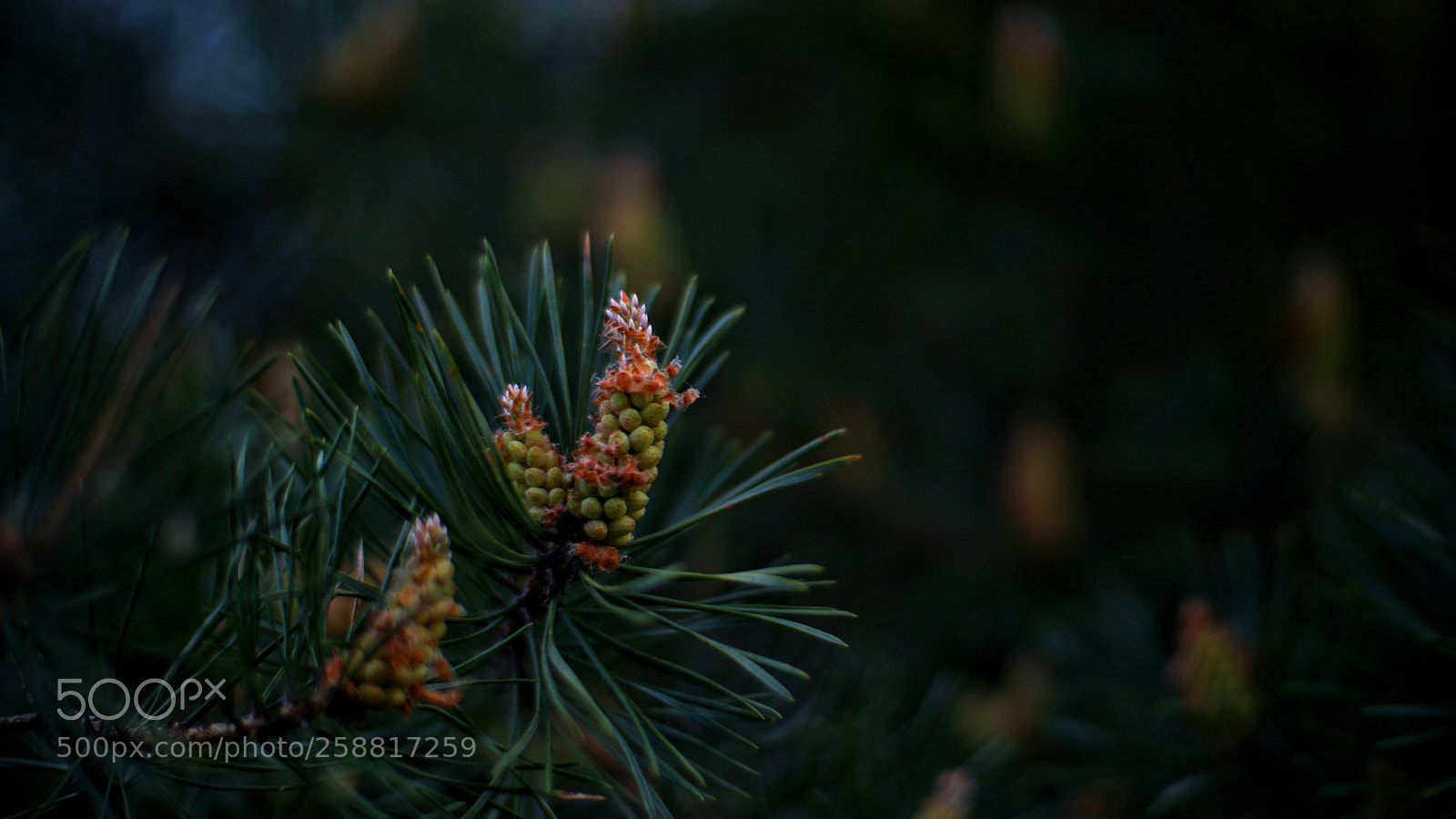 Sony a6000 sample photo. Untitled photography