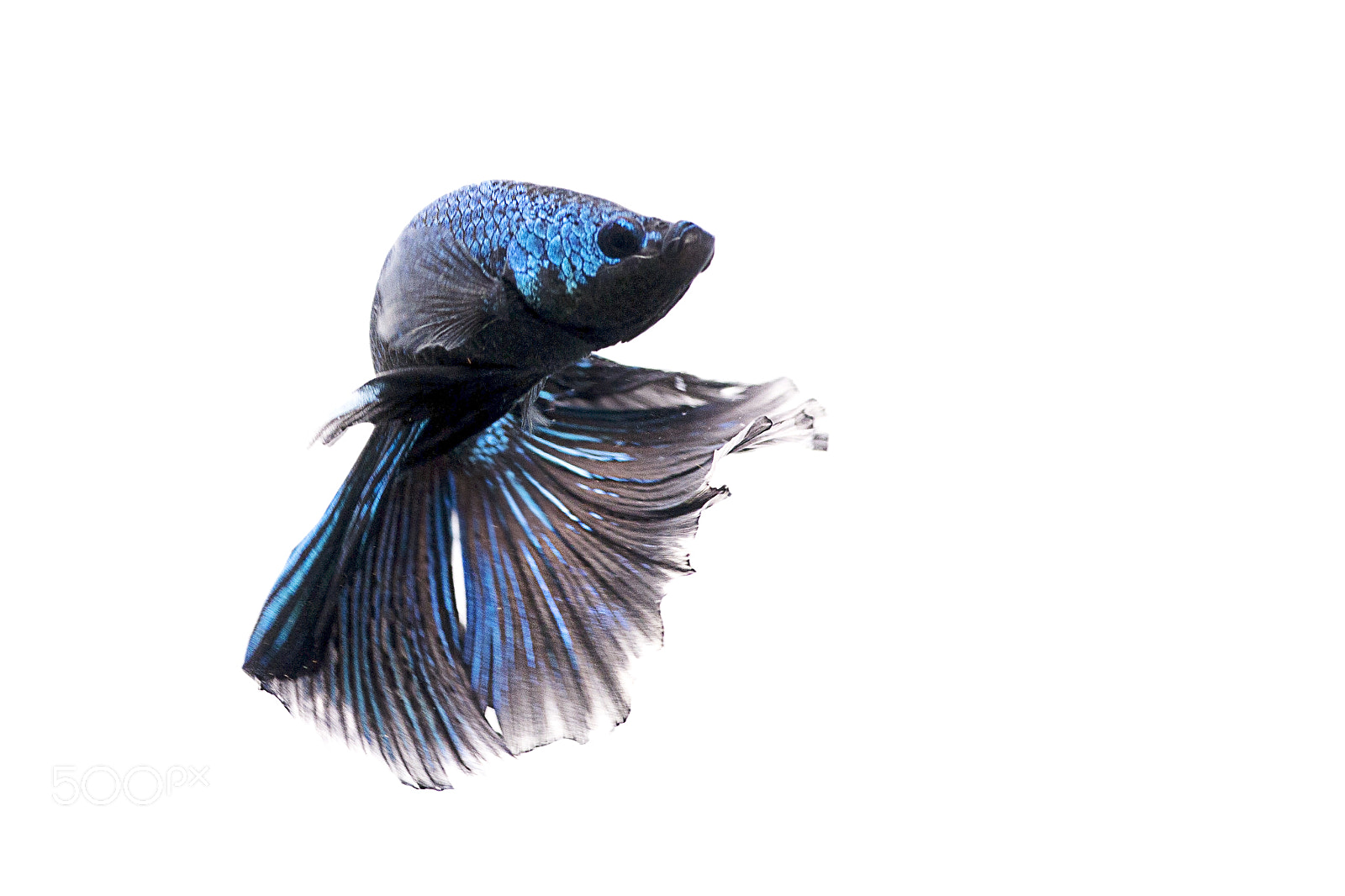 Canon EOS 70D sample photo. Siamese fighting fish photography