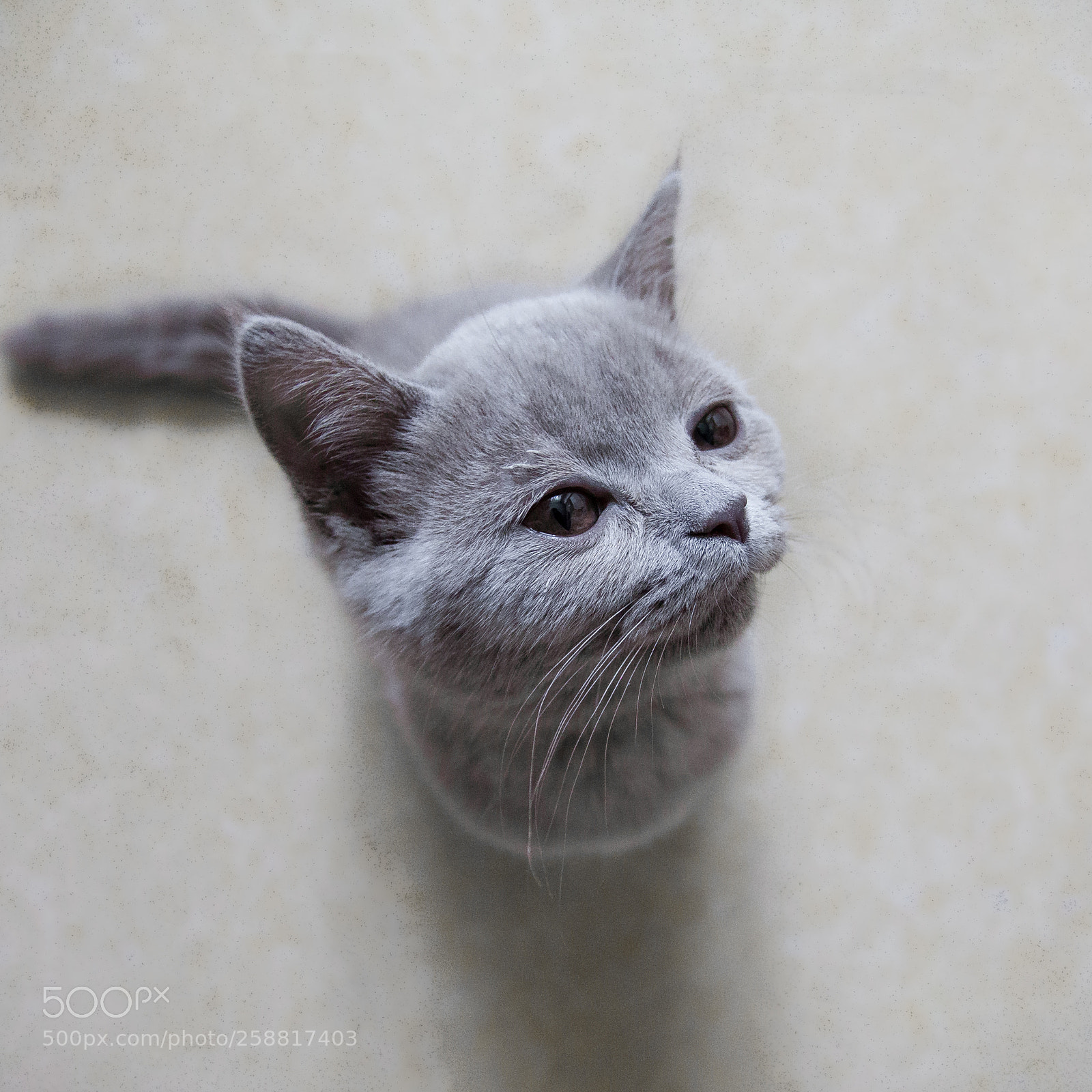 Canon EOS 5D Mark II sample photo. Little kitty photography