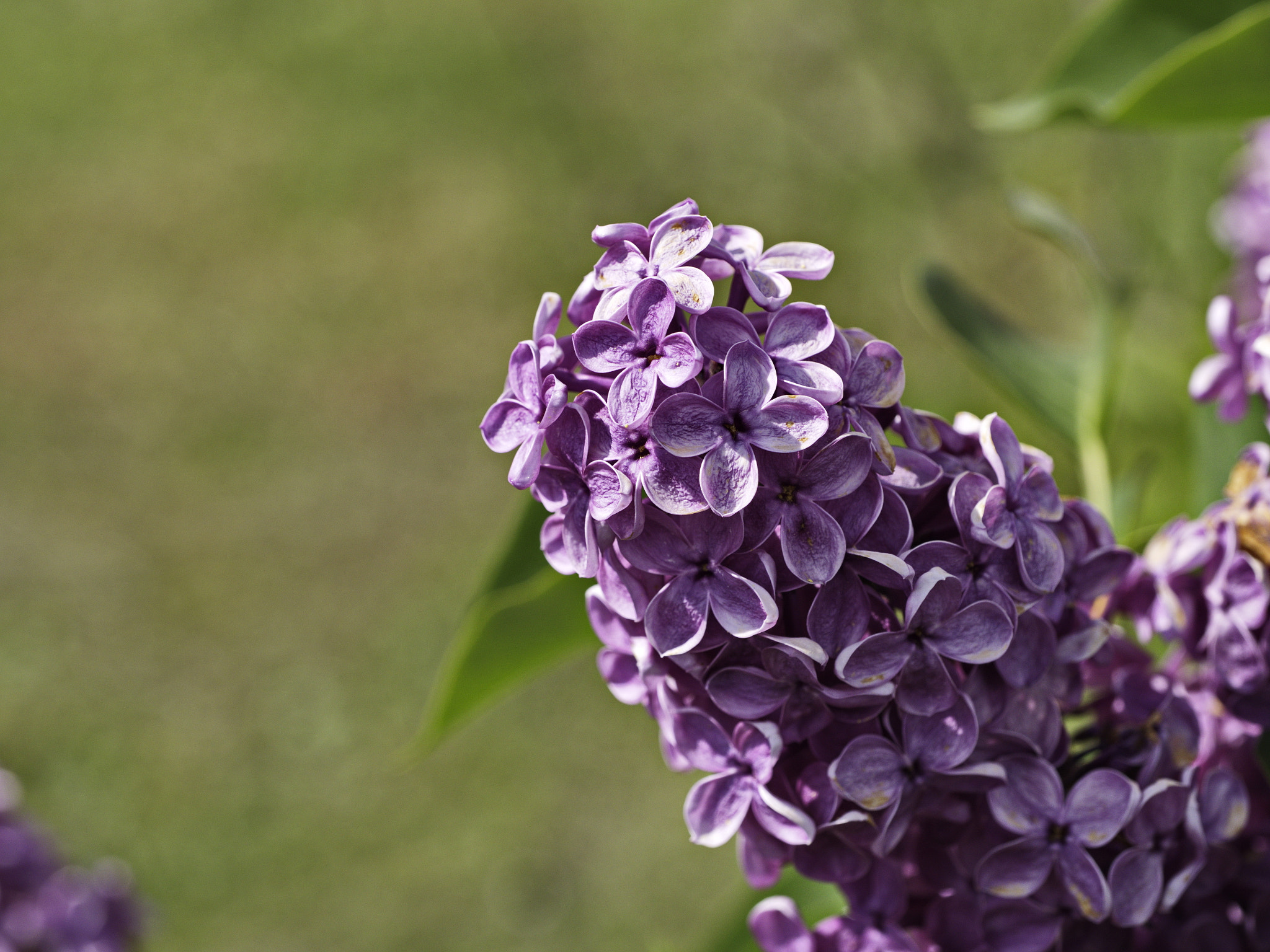 Panasonic Lumix DMC-GX8 sample photo. Lilas photography