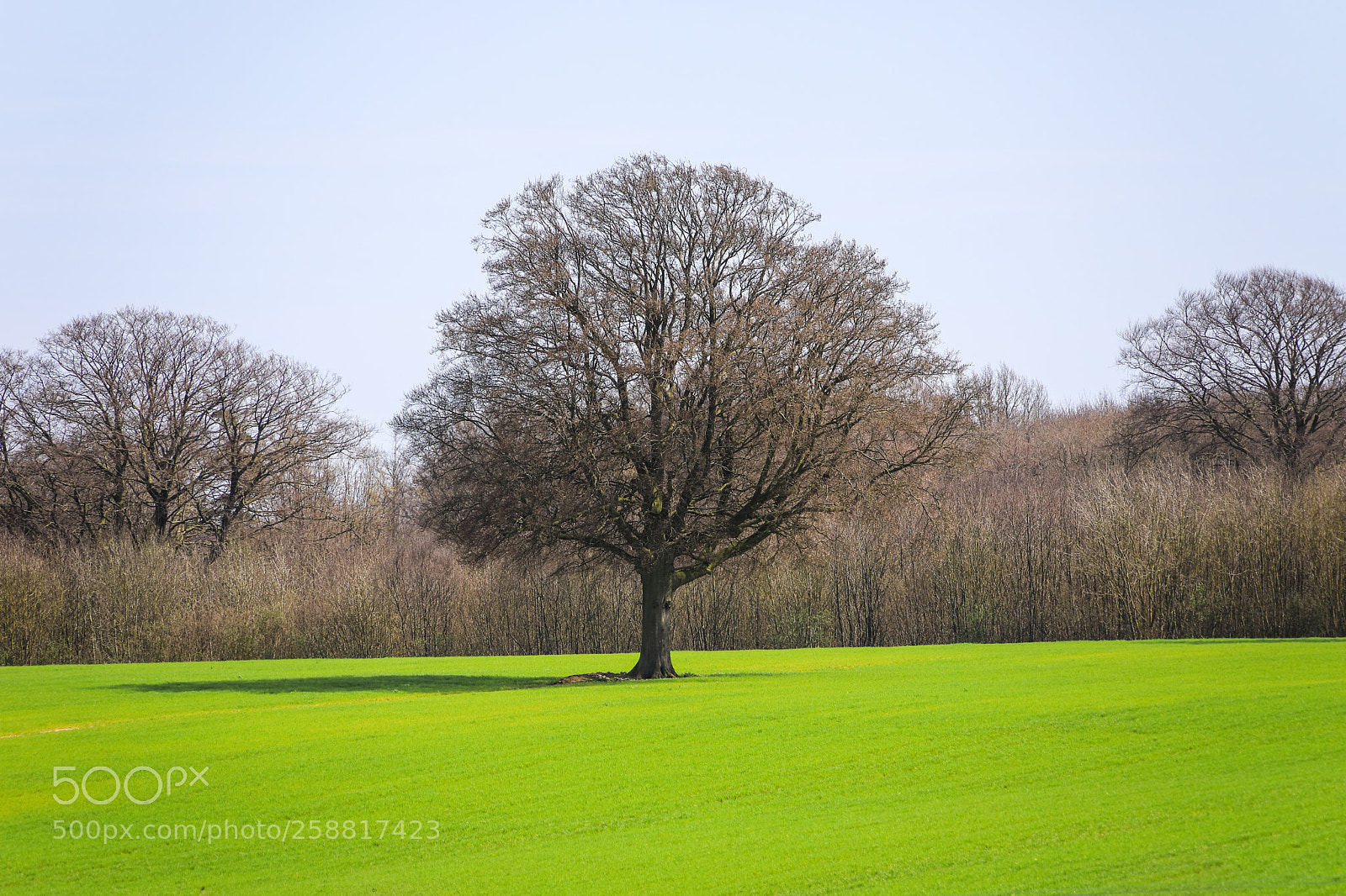 Canon EOS 5D Mark IV sample photo. Untitled photography