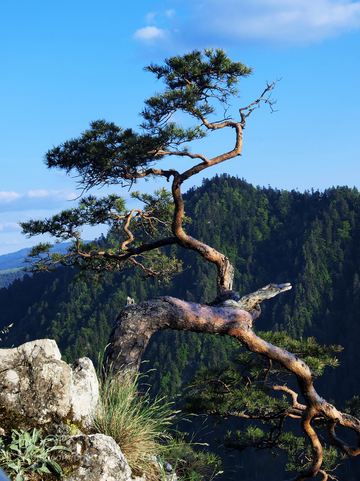 Olympus E-420 (EVOLT E-420) sample photo. The pine photography