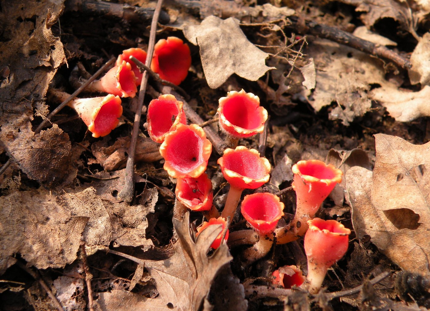 Nikon Coolpix P80 sample photo. Microstoma protractum photography