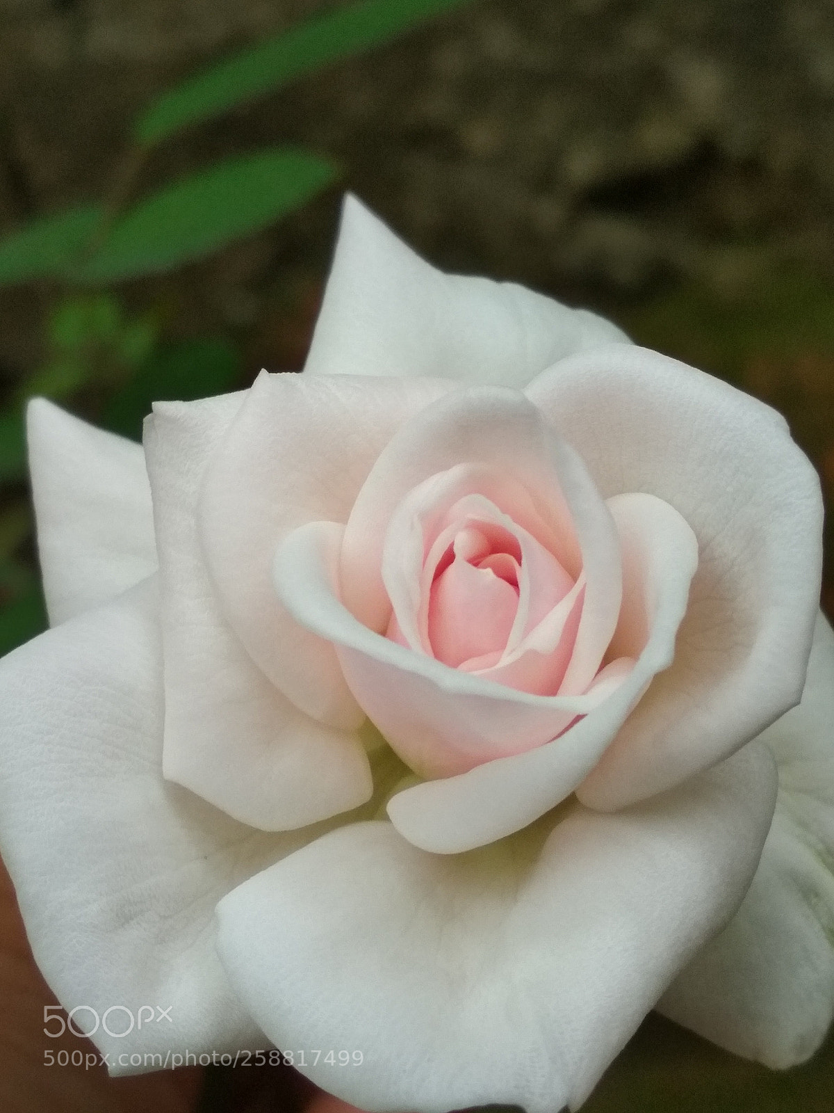 Xiaomi Redmi 4X sample photo. Rose photography