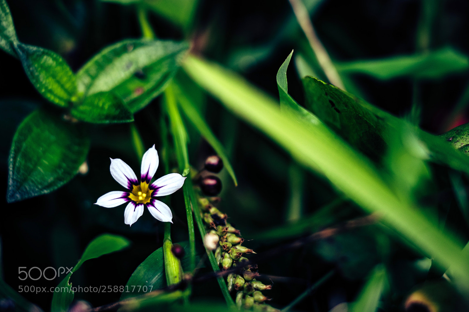 Canon EOS 80D sample photo. Fair as a star photography