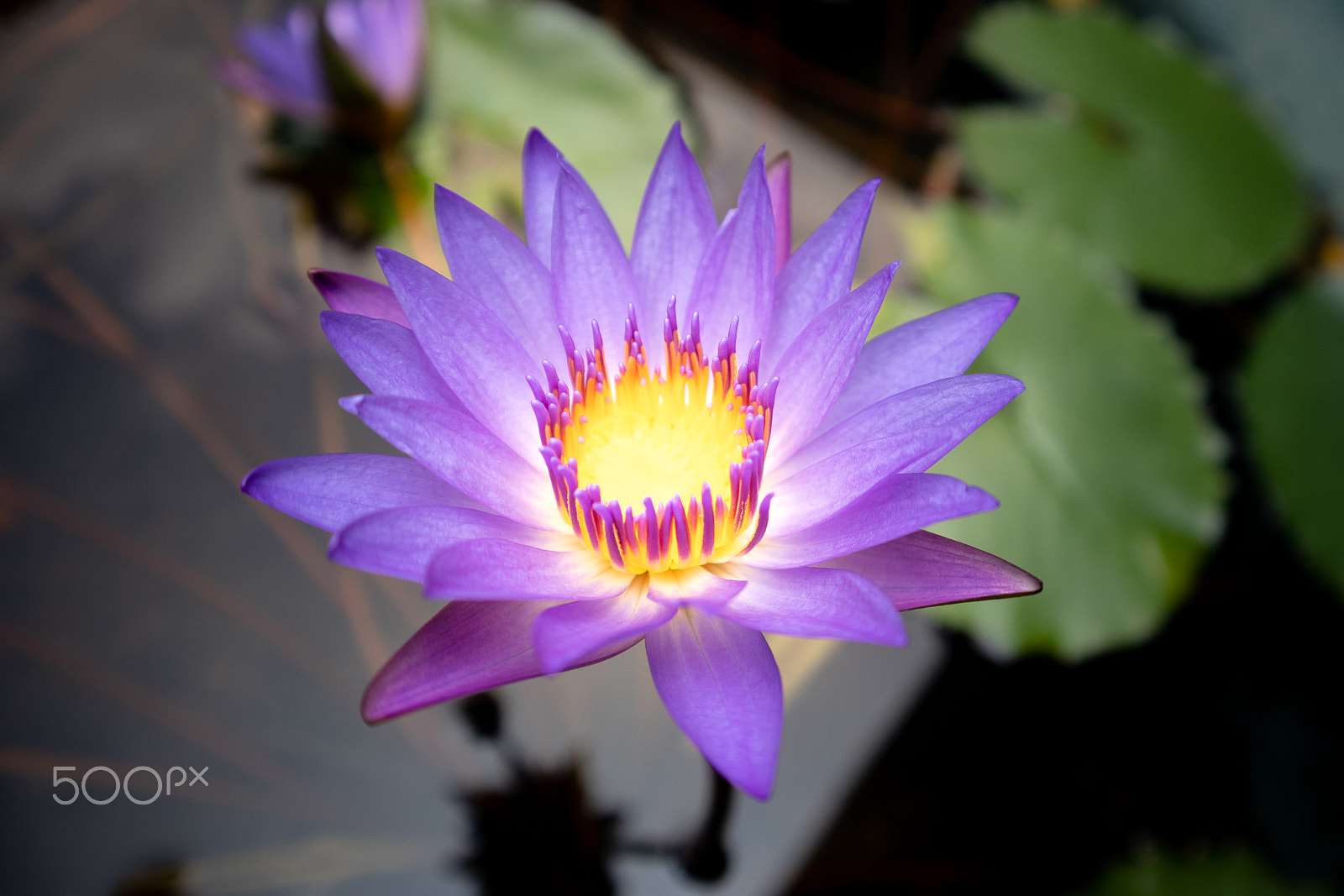Canon EOS M50 (EOS Kiss M) sample photo. Purple flower photography