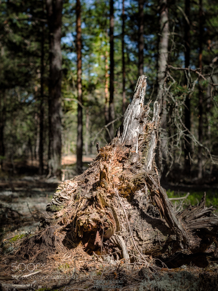 Olympus OM-D E-M5 sample photo. Stump photography