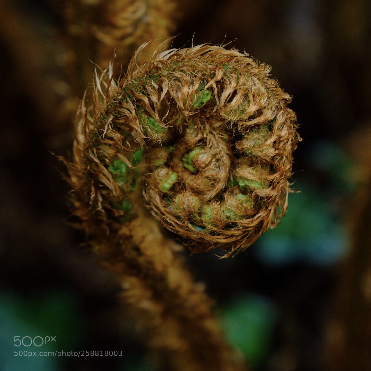 Fujifilm X-T2 sample photo. Unfurling photography