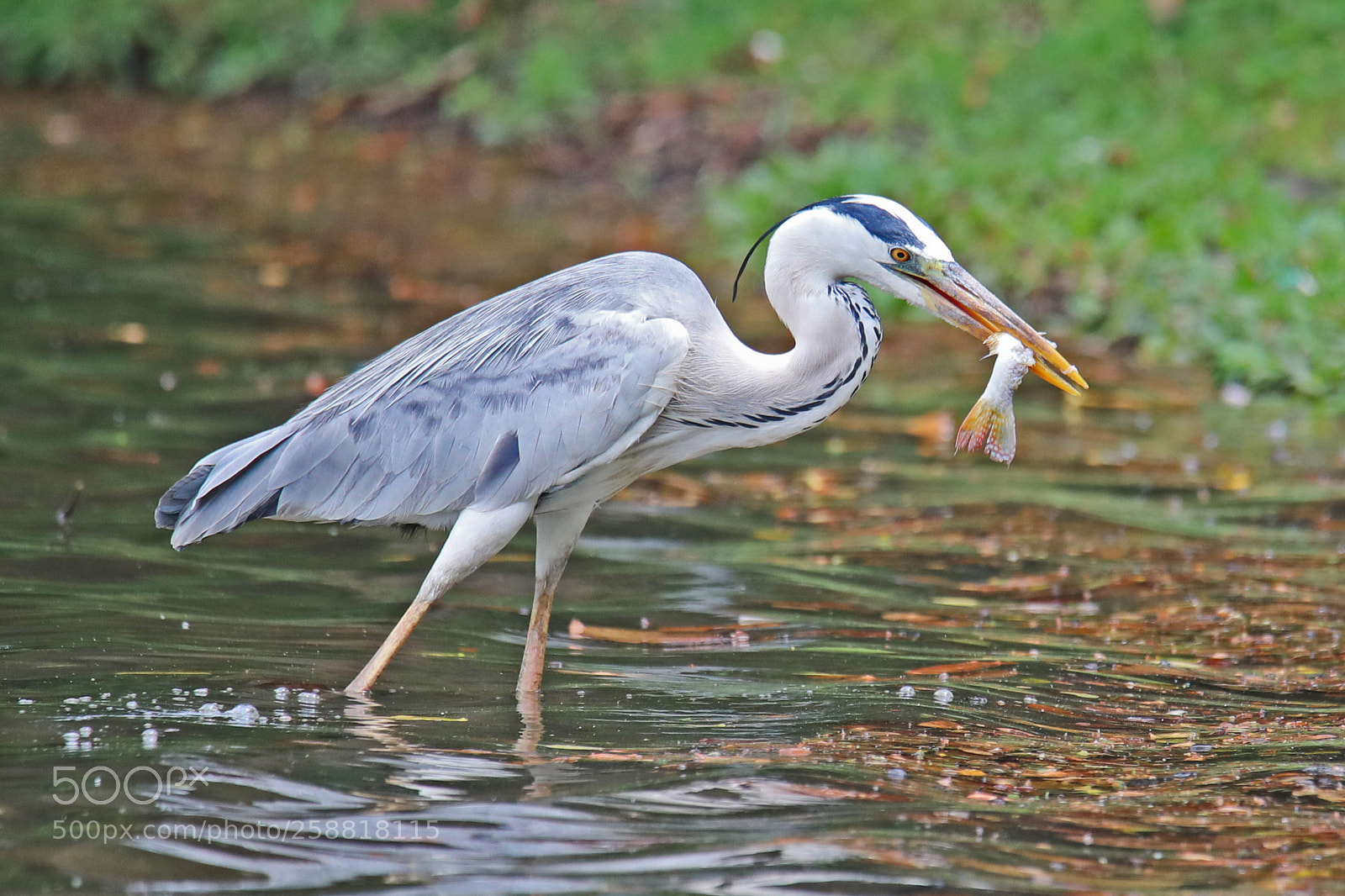 Canon EOS 5D Mark IV sample photo. The beauty of wildlife photography