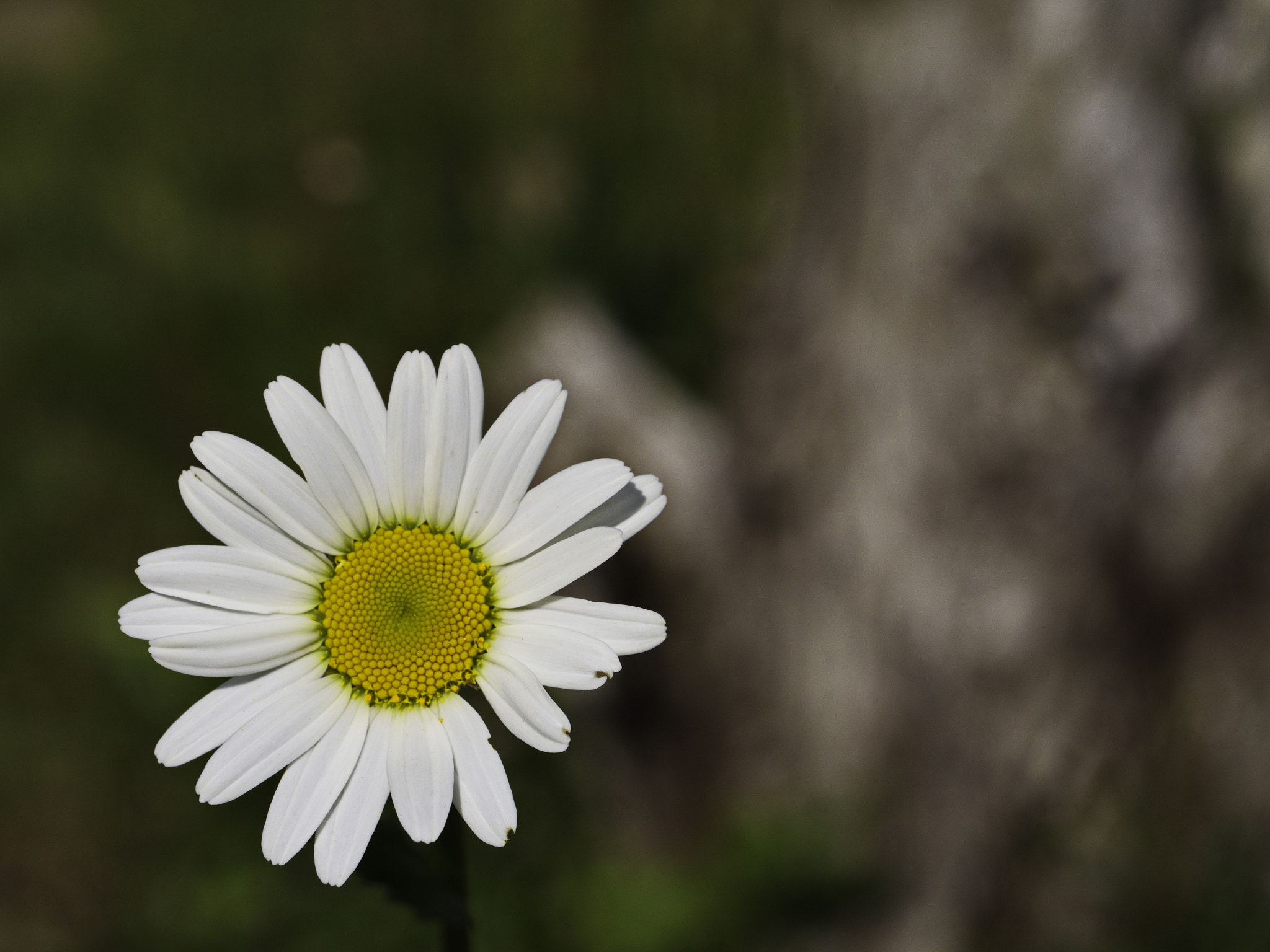 Panasonic Lumix DMC-GX8 sample photo. Marguerite photography