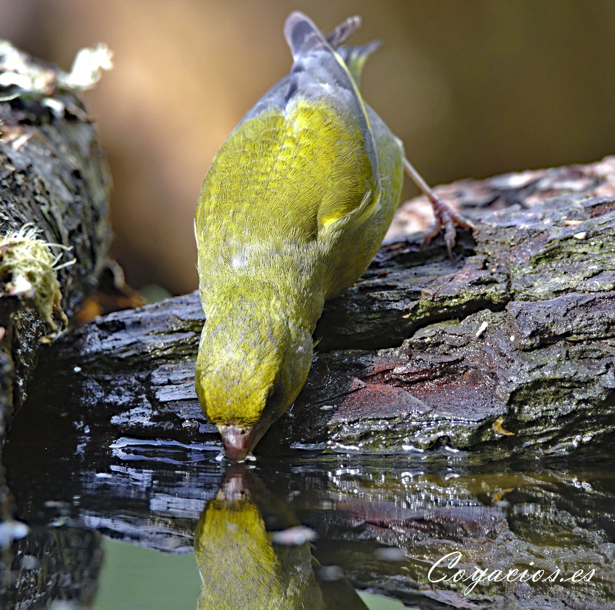 Canon EOS 7D Mark II sample photo. Verderón común ♂ (chloris chori) photography