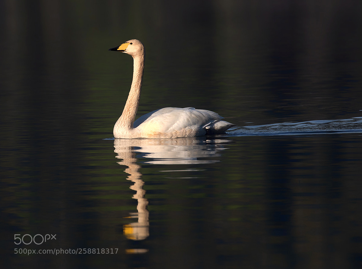 Canon EOS 5D Mark IV sample photo. Whooper swan photography