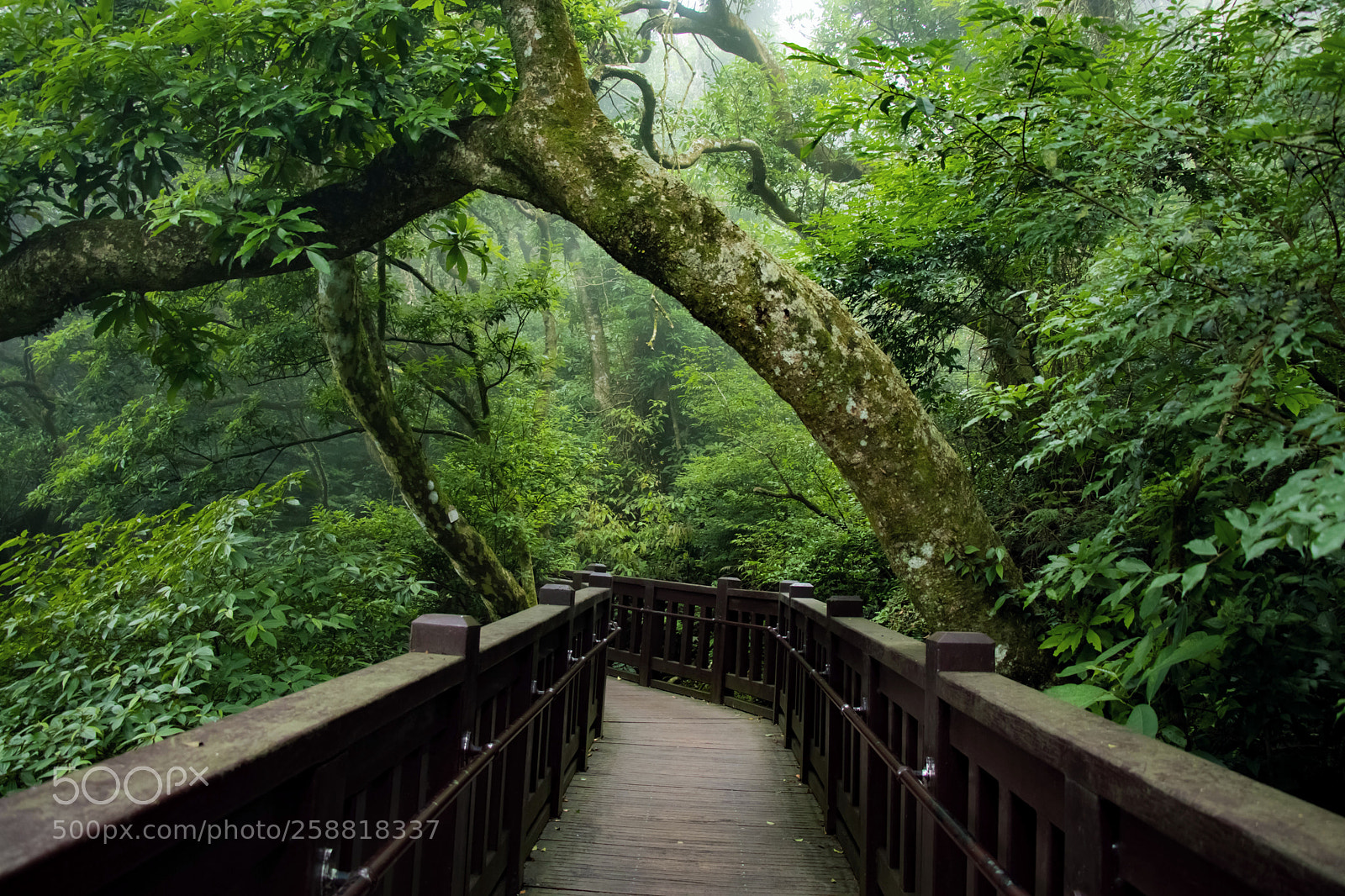 Canon EOS 80D sample photo. Erziping trail at yangminshan photography