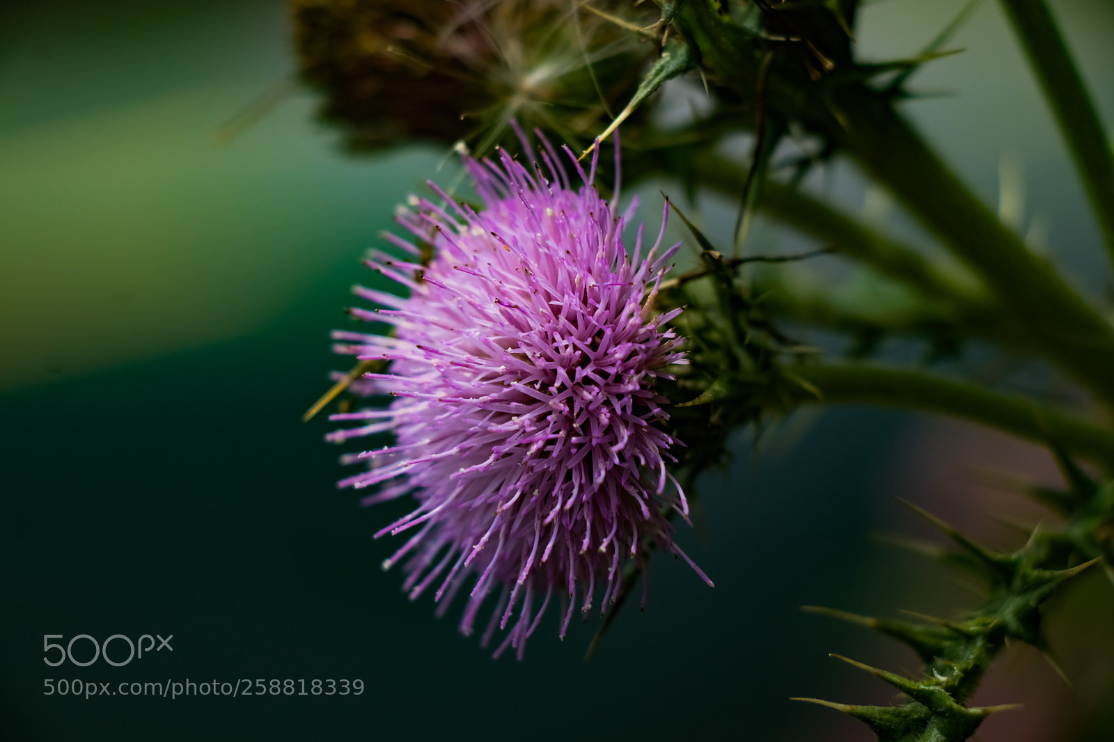 Canon EOS 80D sample photo. Formosan thistle photography