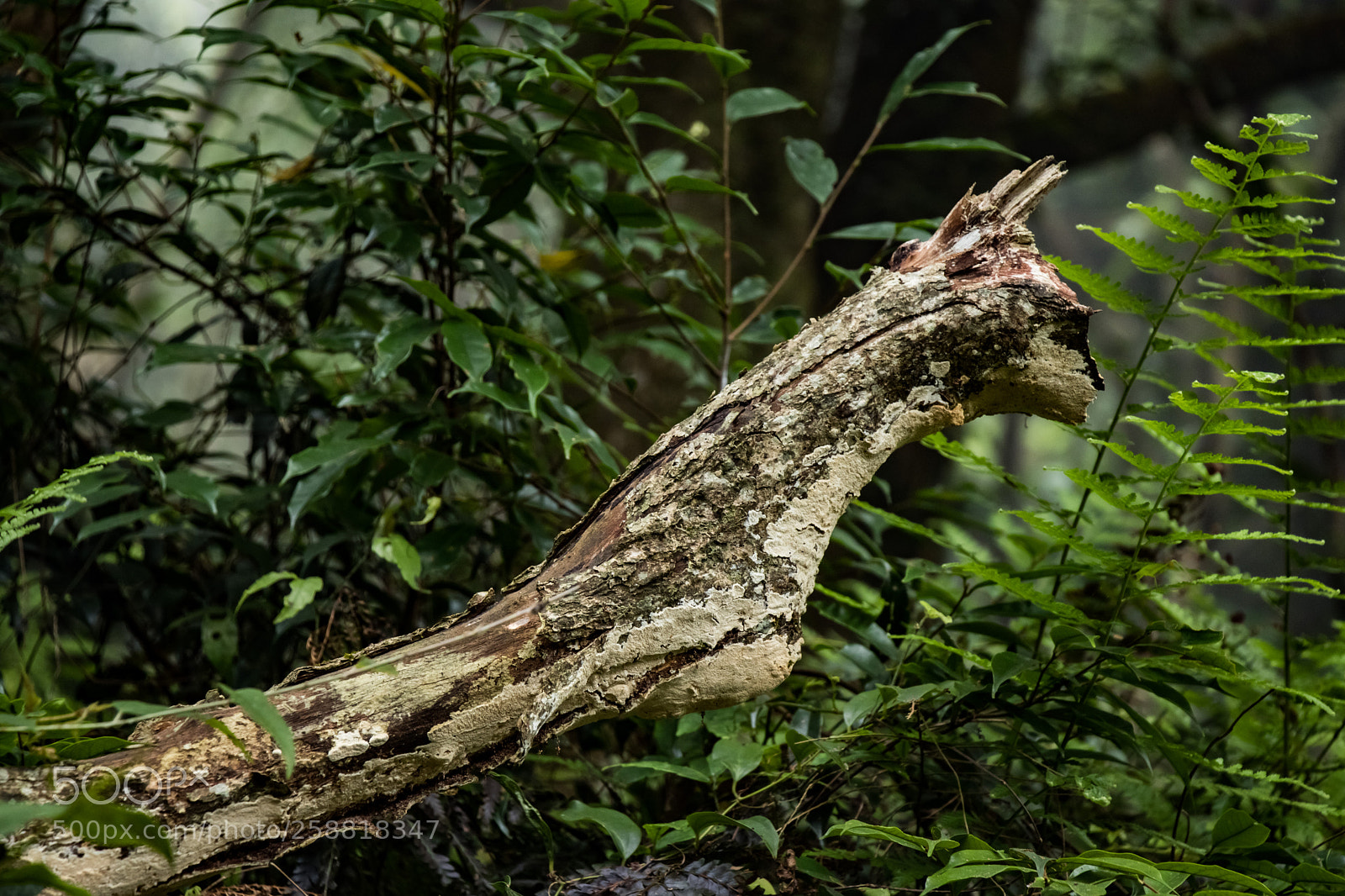 Canon EOS 80D sample photo. Like a cat-head! photography