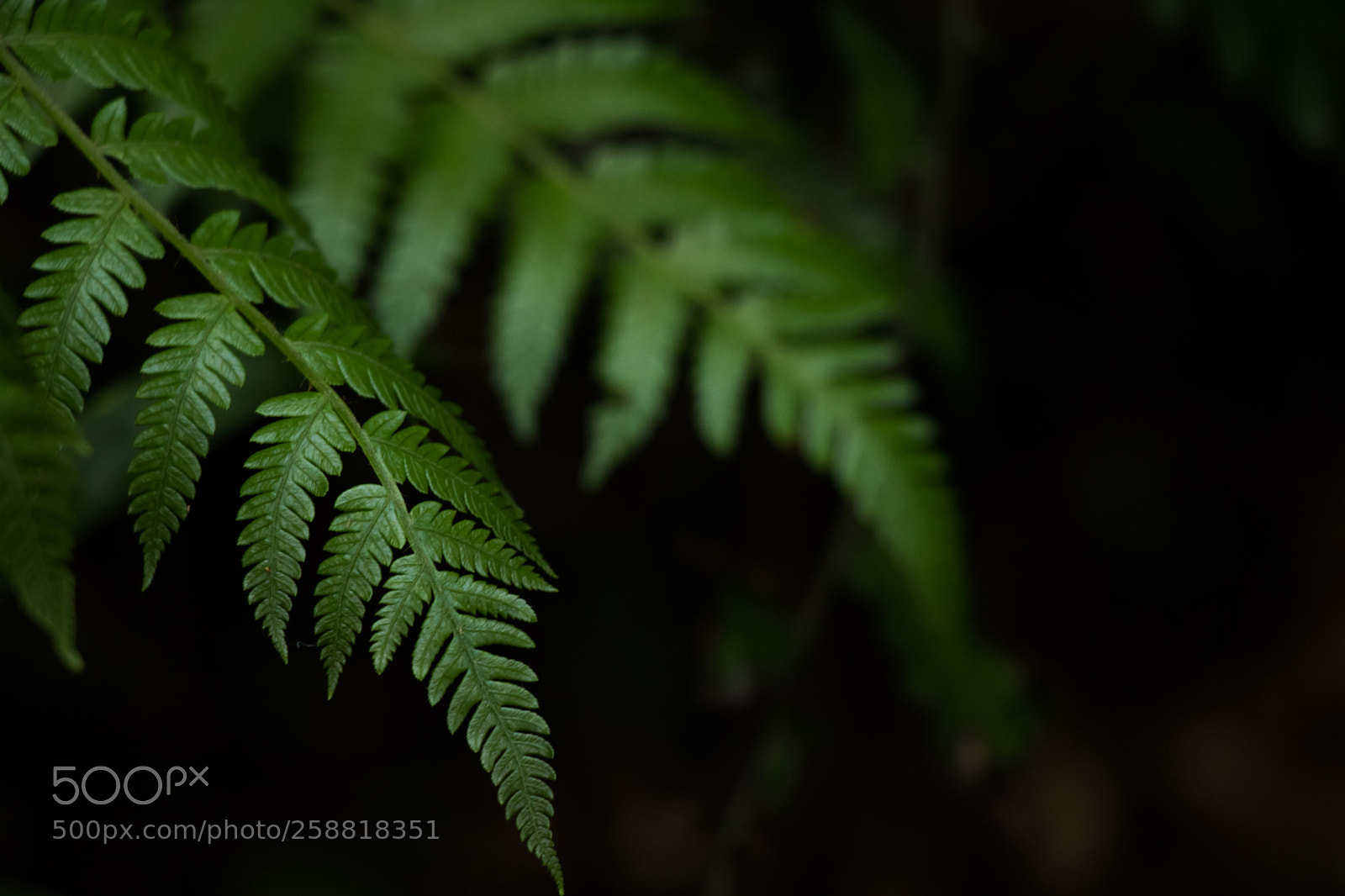 Canon EOS 80D sample photo. Likeness in the wild photography