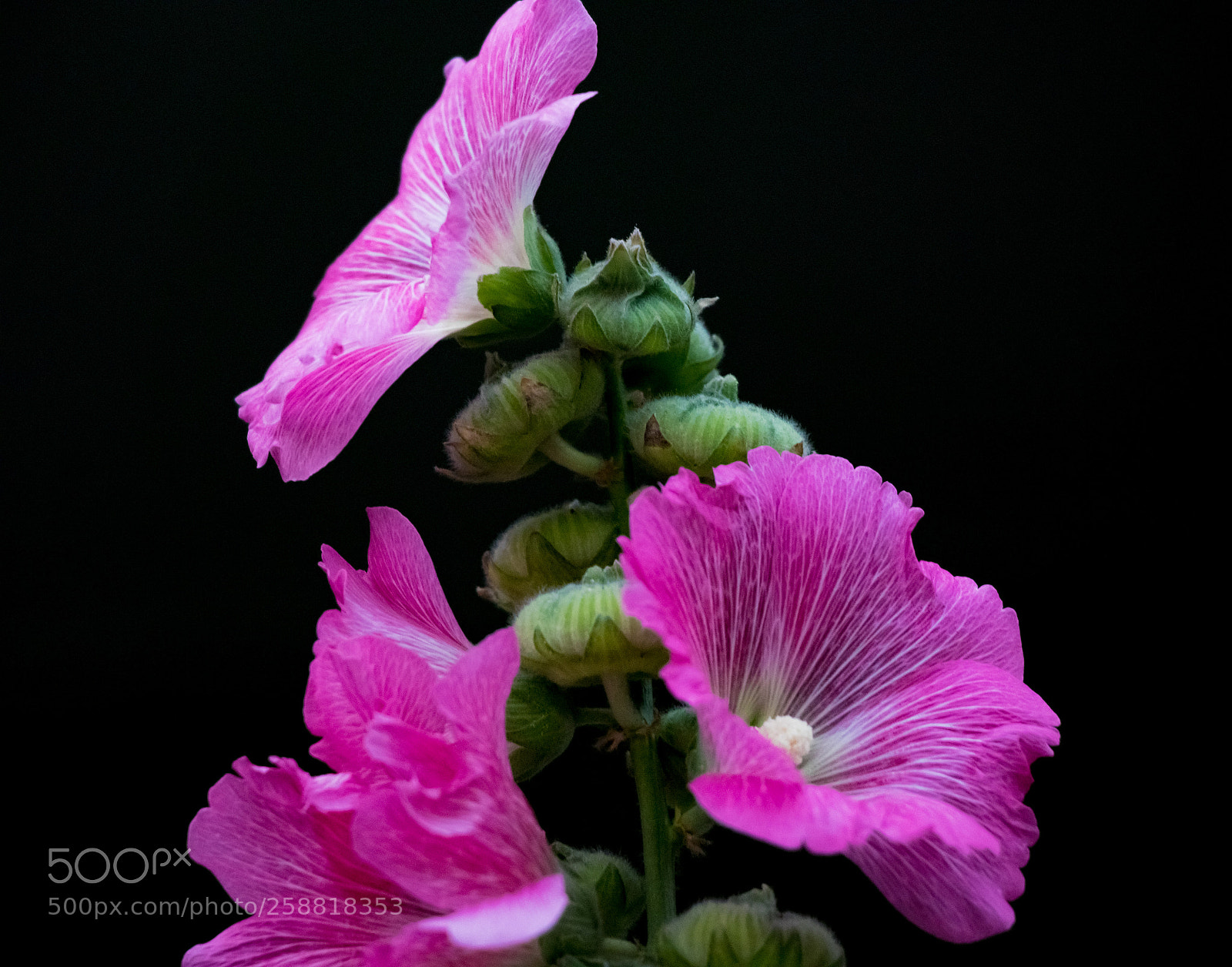 Canon EOS 80D sample photo. Blushing hollyhocks photography
