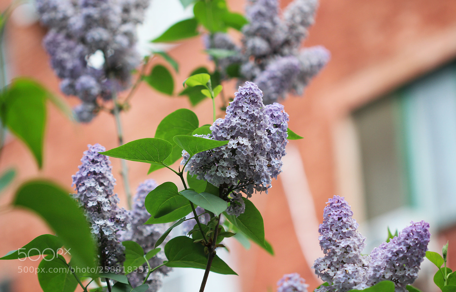 Canon EOS 600D (Rebel EOS T3i / EOS Kiss X5) sample photo. Lilacs on the street photography