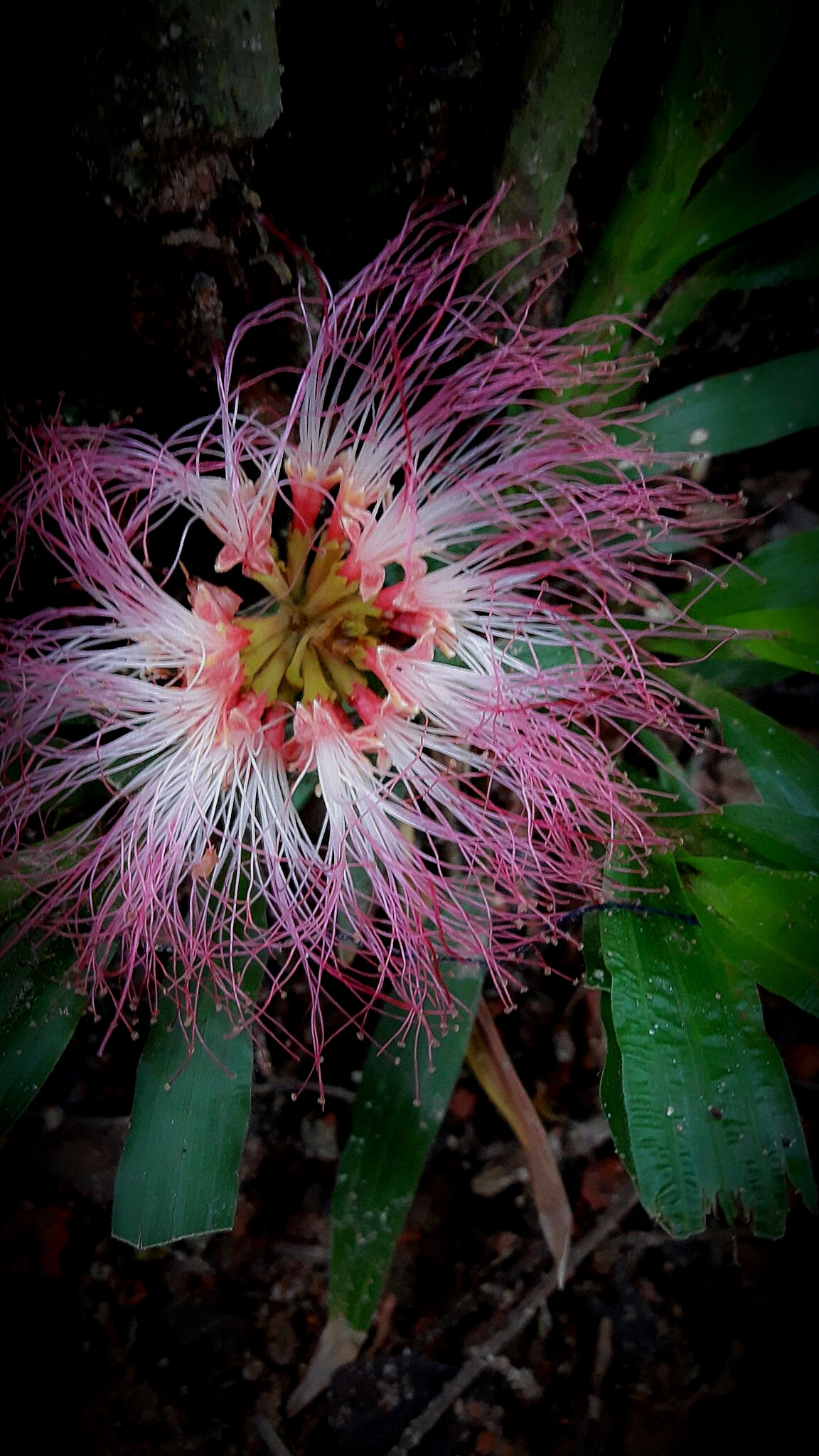 Samsung Galaxy J7 Neo sample photo. Flower on grass photography