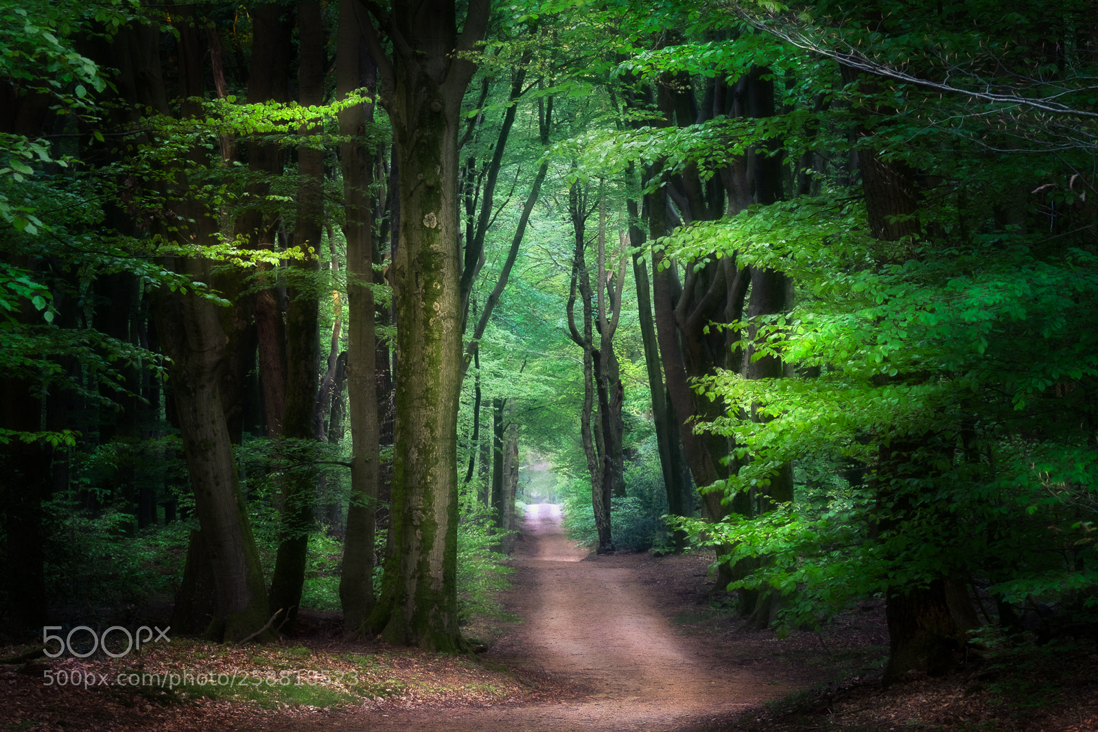 Fujifilm X-H1 sample photo. The path photography
