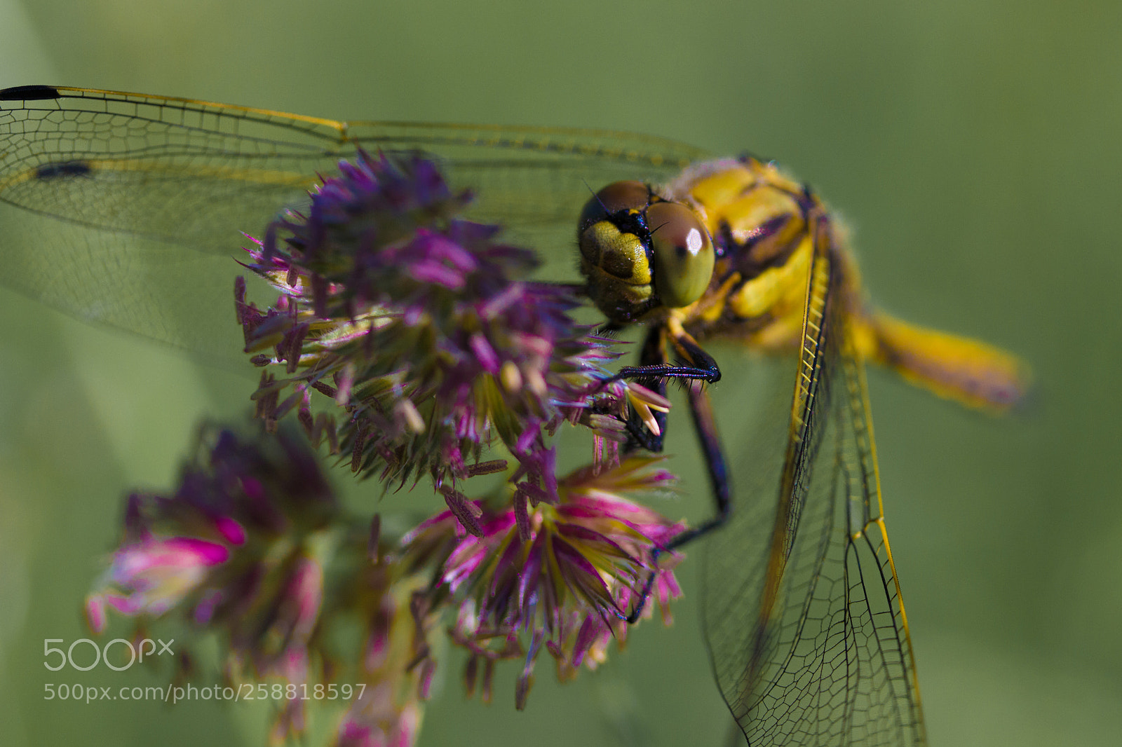 Canon EOS 600D (Rebel EOS T3i / EOS Kiss X5) sample photo. Dragonfly photography