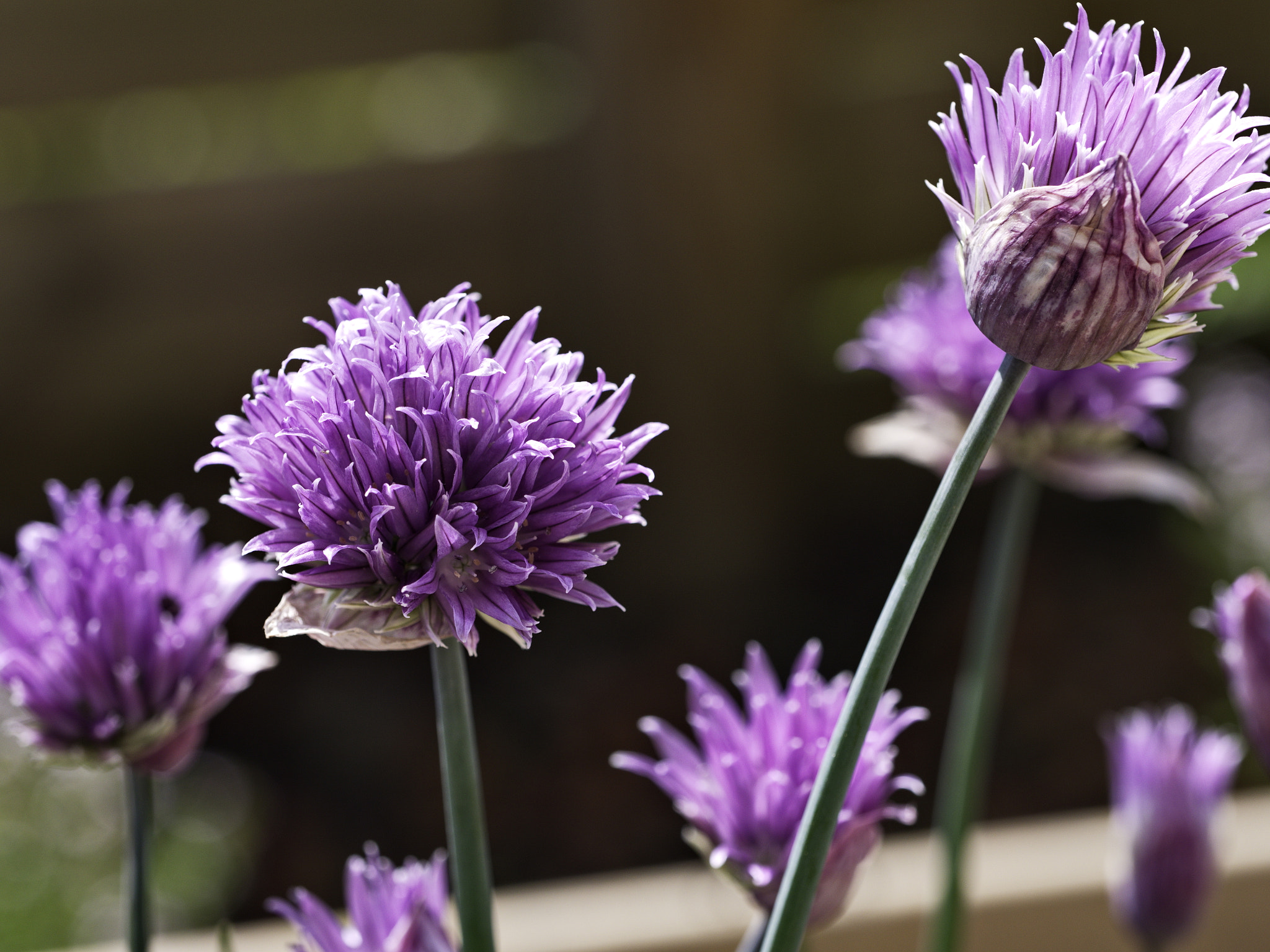 Panasonic Lumix DMC-GX8 sample photo. Fleur de ciboulette photography