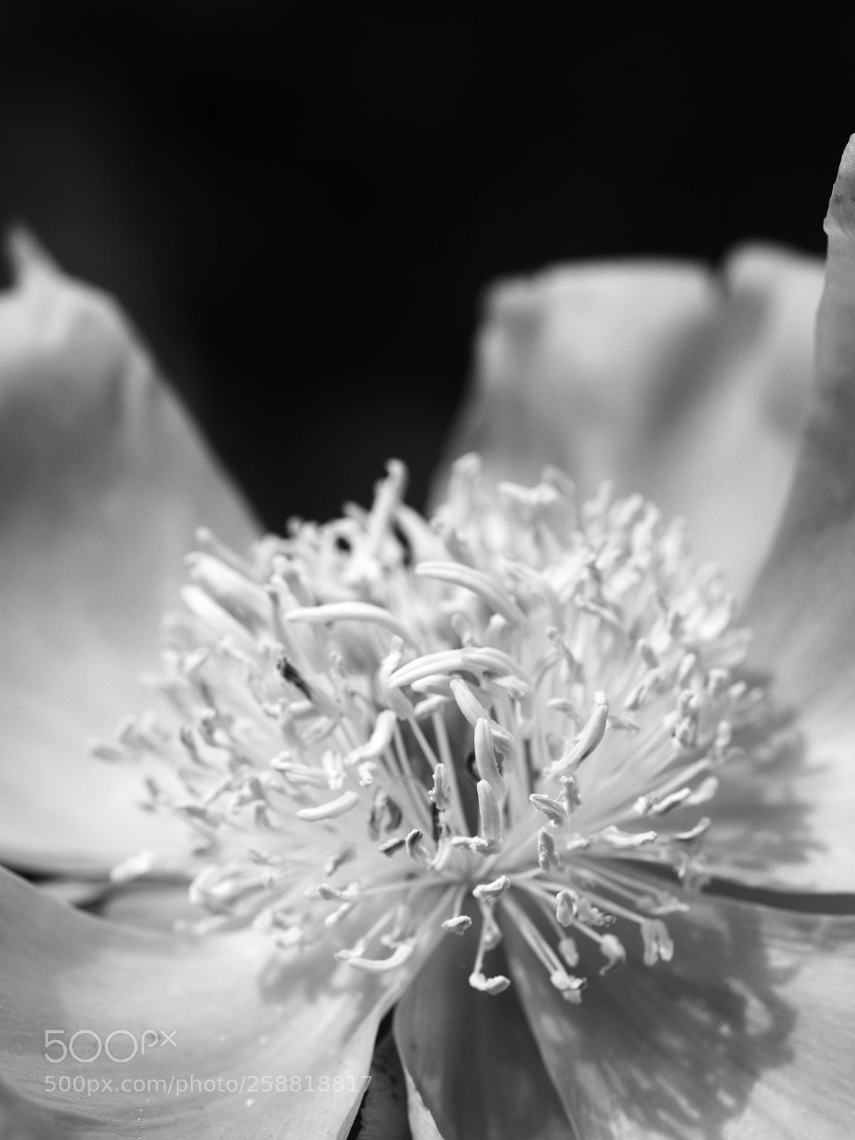 Olympus OM-D E-M10 II sample photo. Blossom photography