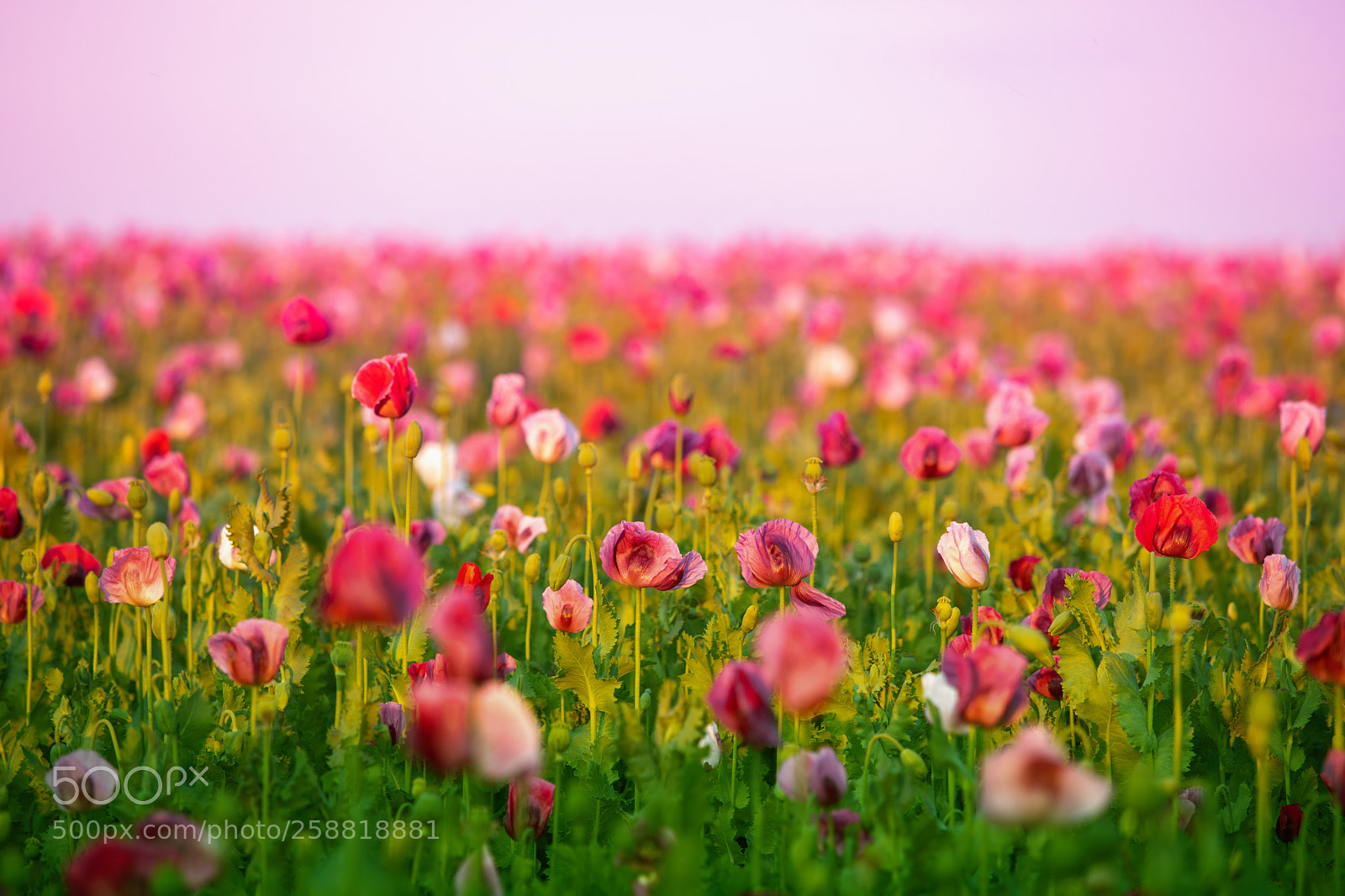 Canon EOS 6D Mark II sample photo. Poppy field photography