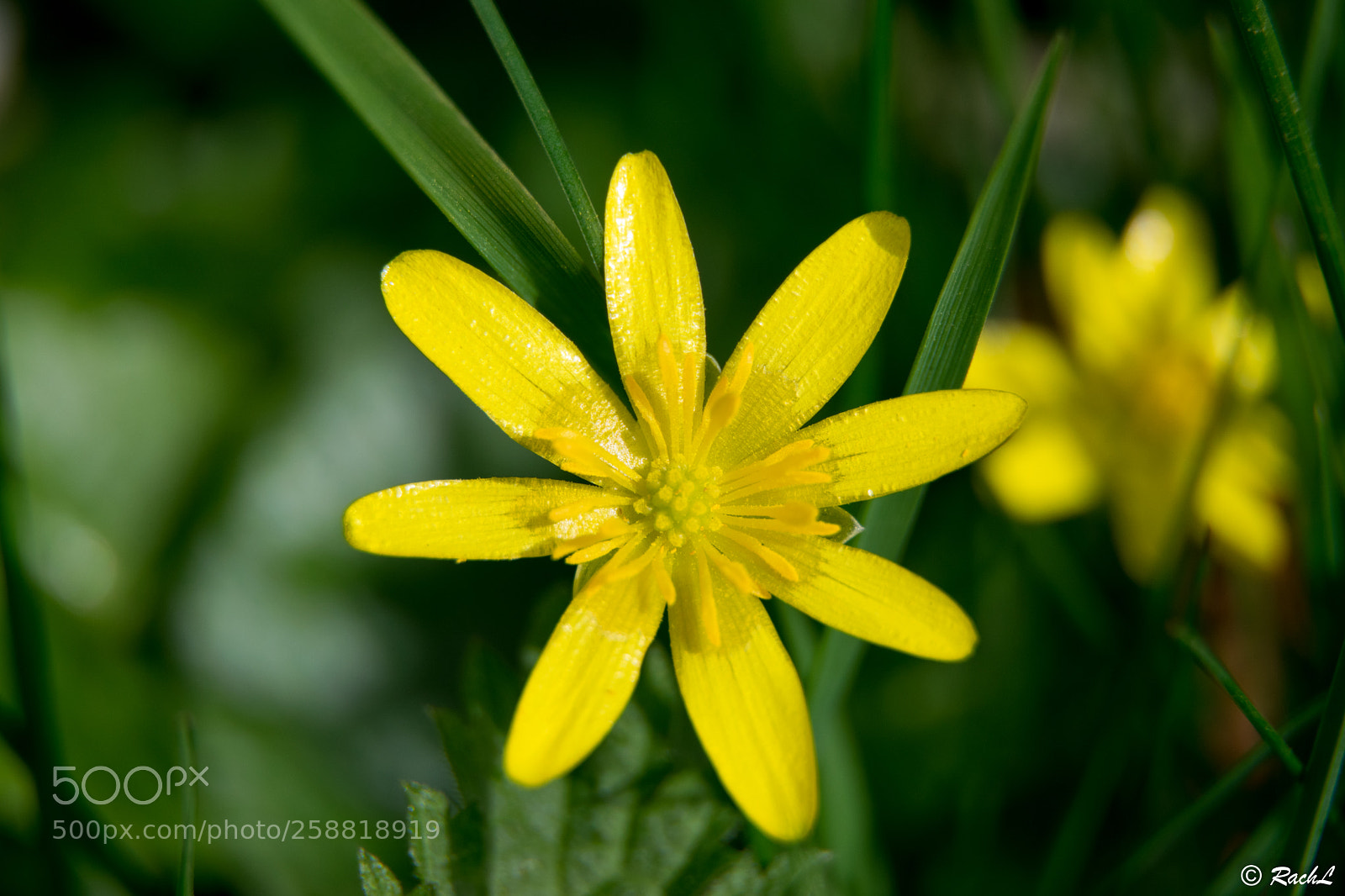 Nikon D5300 sample photo. Fleurs jardin botanique photography