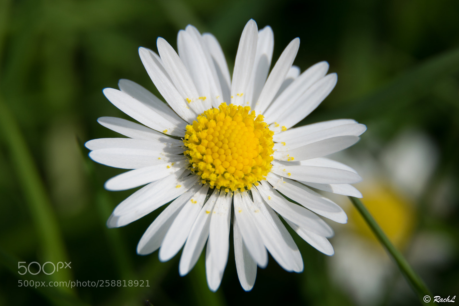 Nikon D5300 sample photo. Fleurs jardin botanique photography