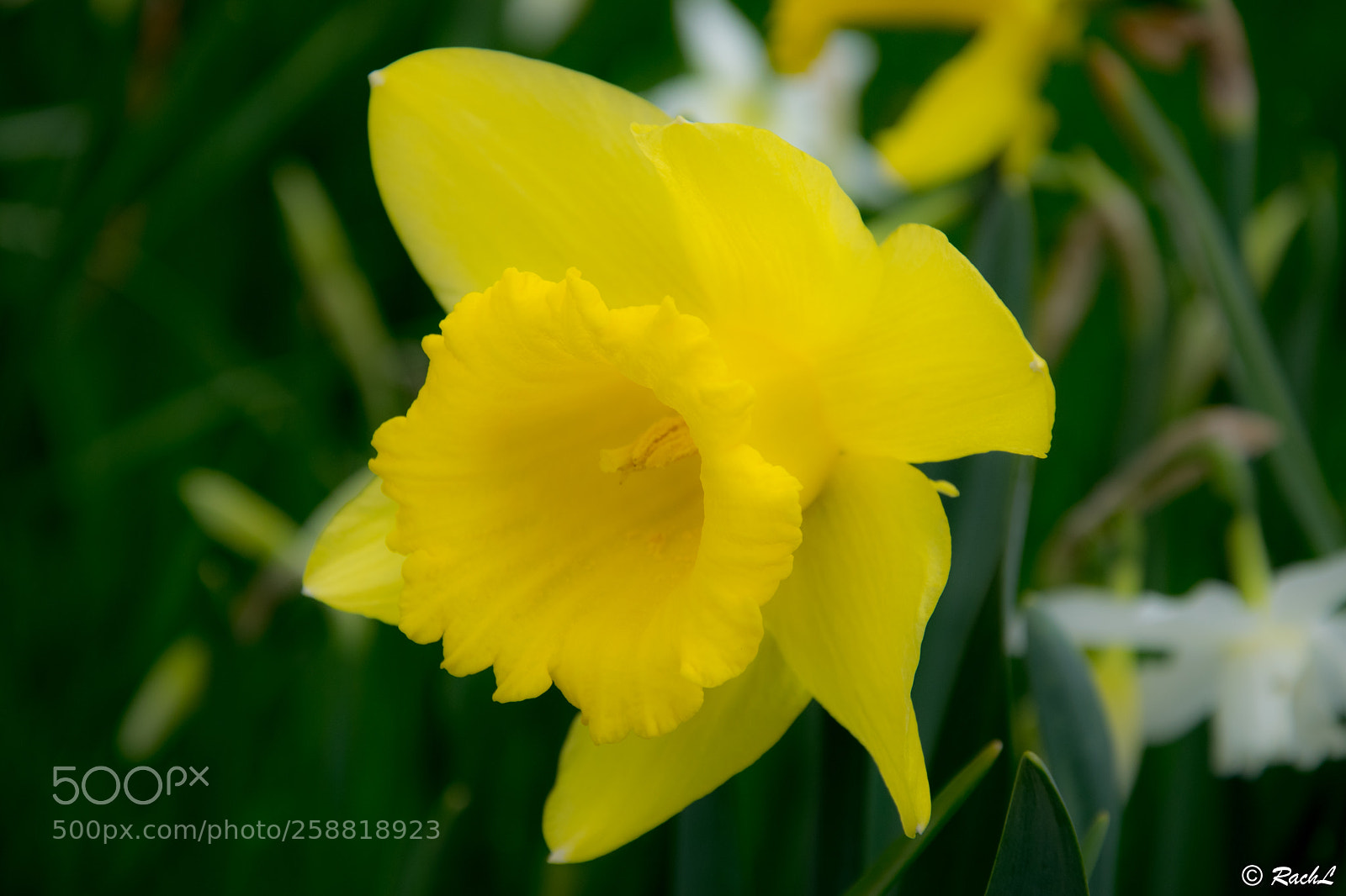 Nikon D5300 sample photo. Fleurs jardin botanique photography