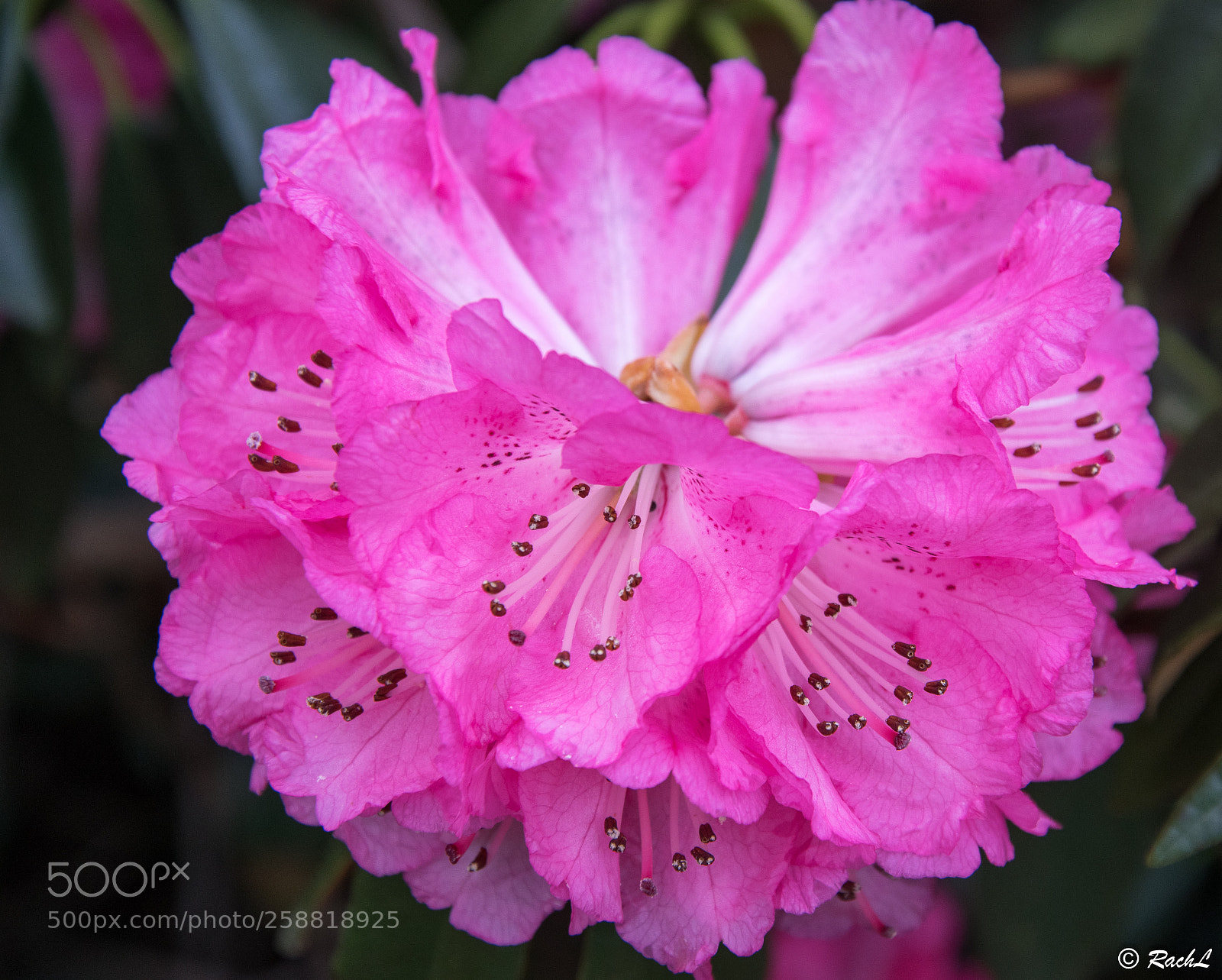 Nikon D5300 sample photo. Fleurs jardin botanique photography