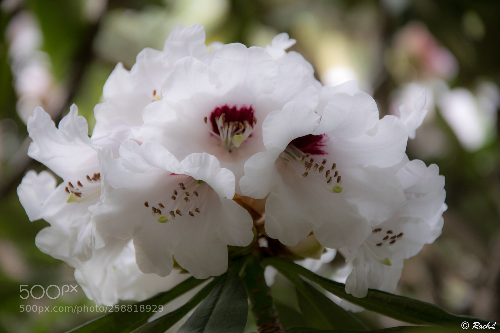Nikon D5300 sample photo. Fleurs jardin botanique photography
