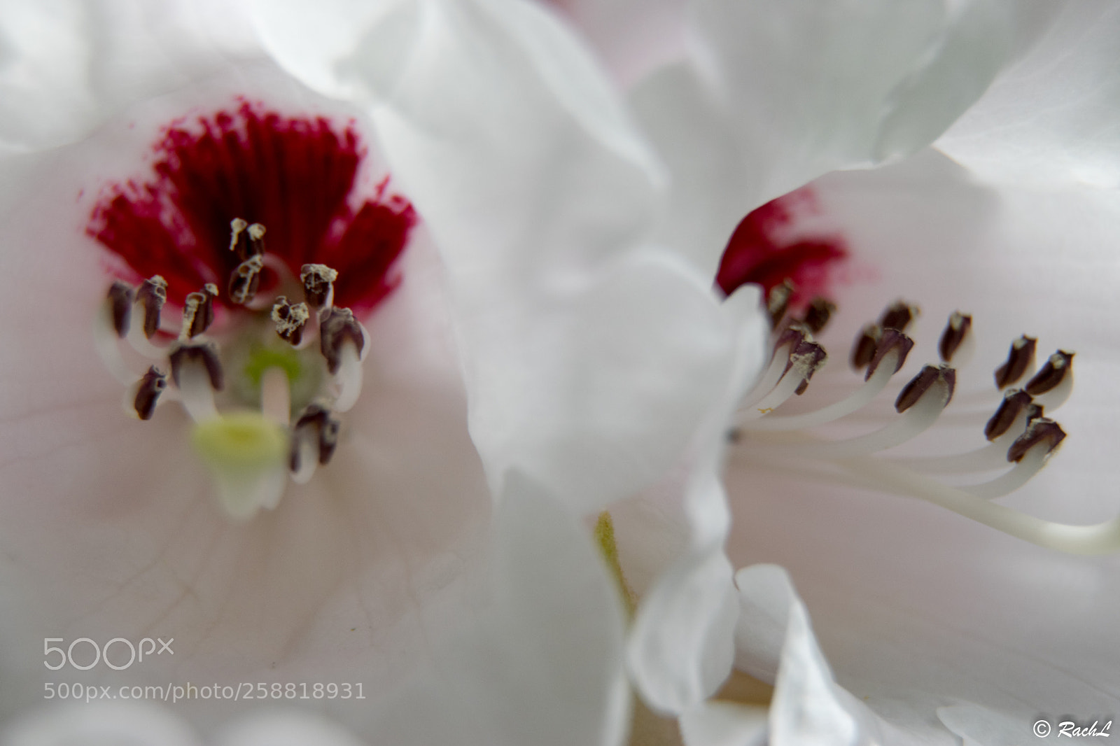 Nikon D5300 sample photo. Fleurs jardin botanique photography