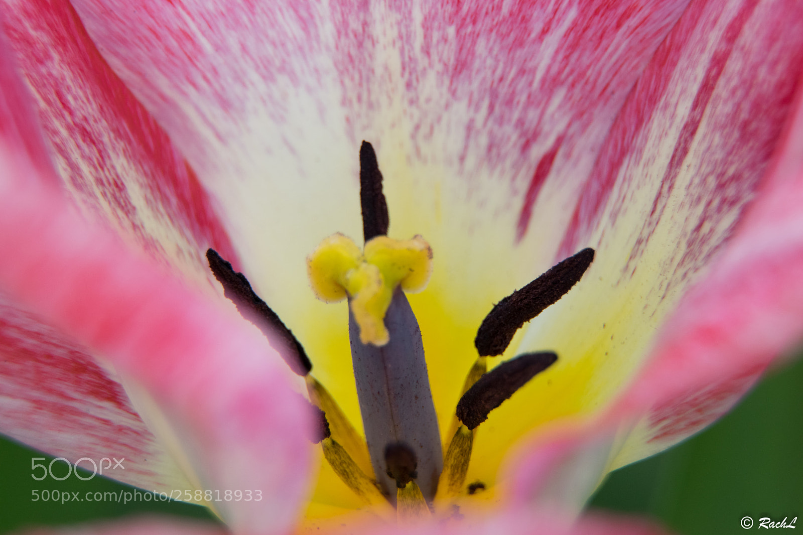 Nikon D5300 sample photo. Fleurs jardin botanique photography