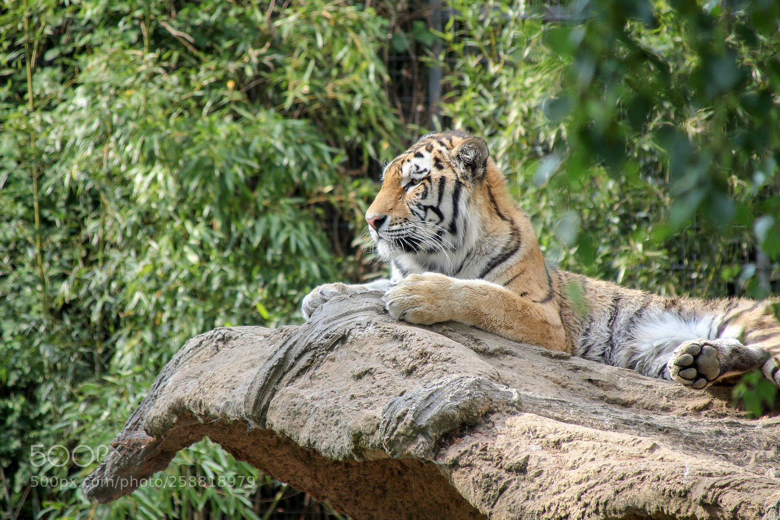 Canon EOS 1300D (EOS Rebel T6 / EOS Kiss X80) sample photo. Duisburg_2018_tiger photography
