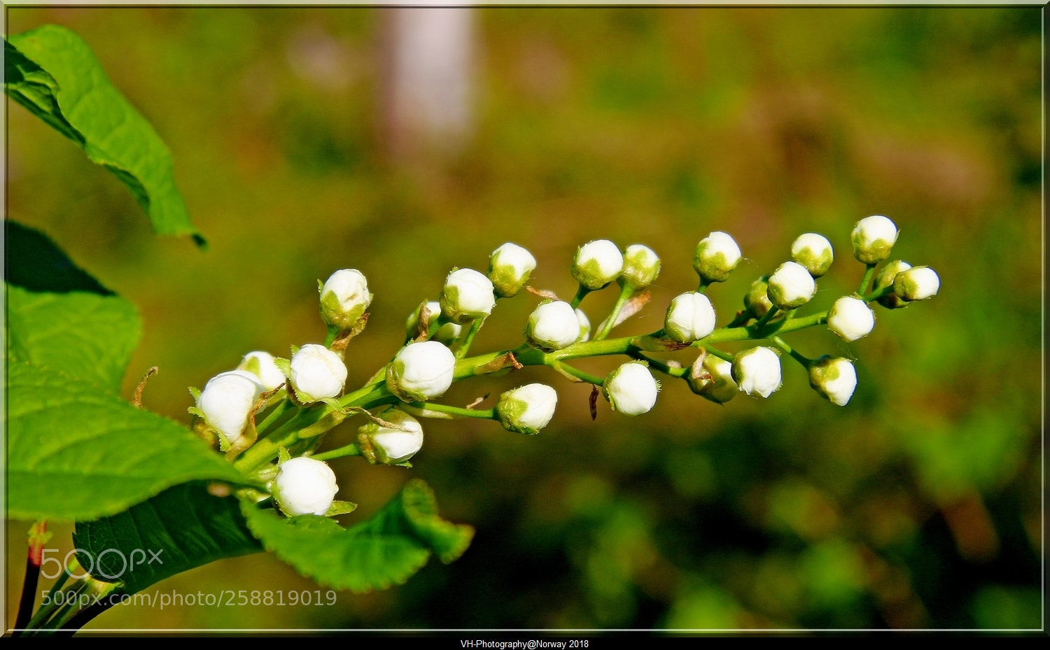 Canon EOS 70D sample photo. Reborn. photography