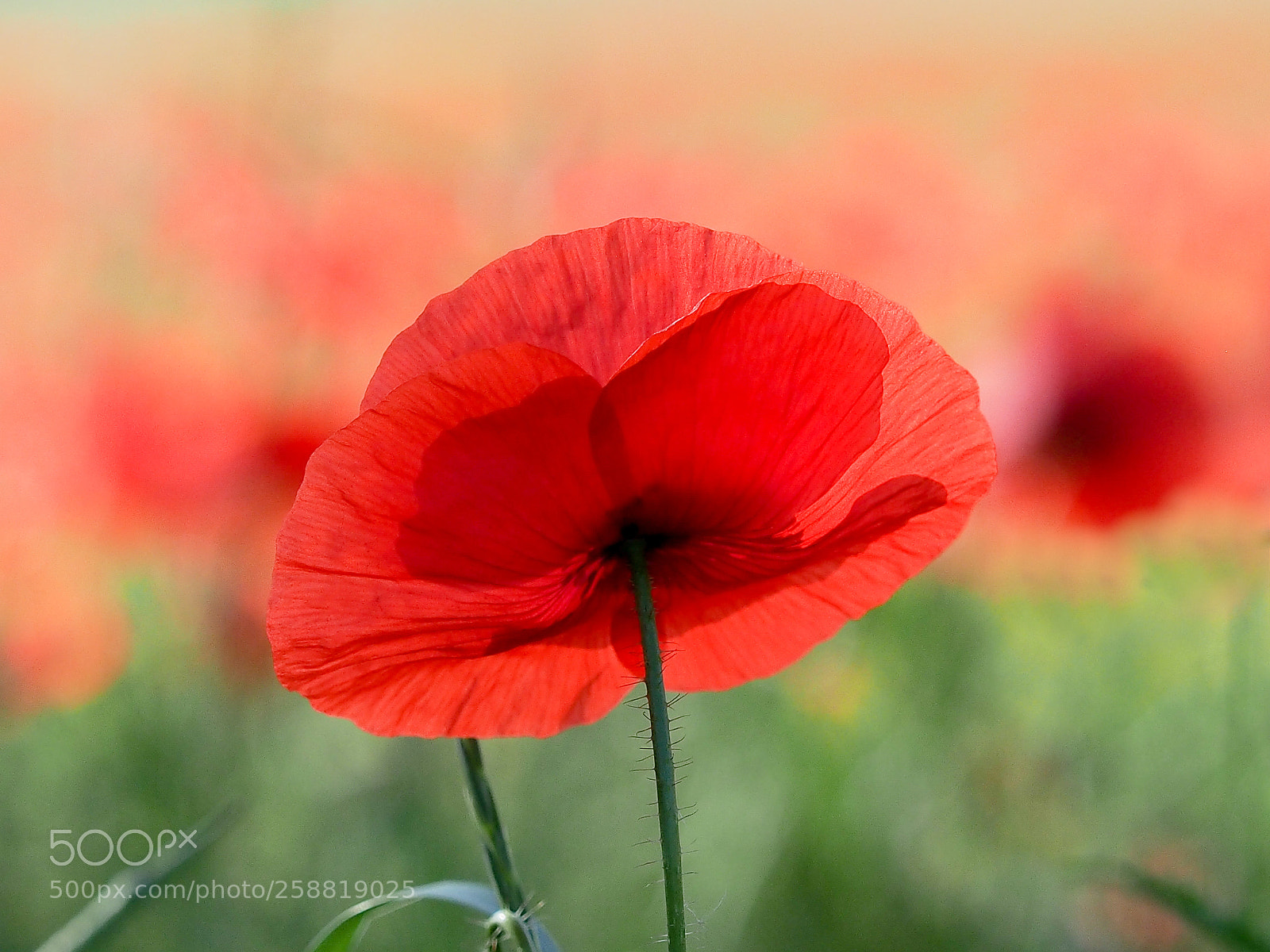Olympus OM-D E-M5 sample photo. A poppy photography