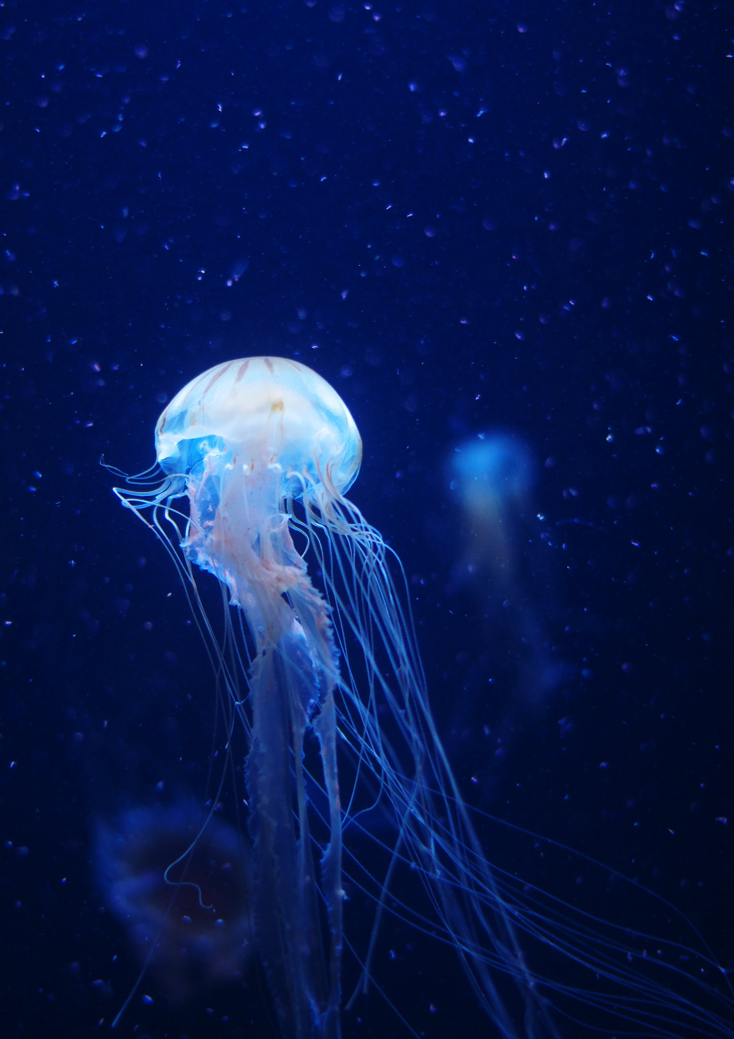 Pentax smc DA 50mm F1.8 sample photo. Jellyfish photography