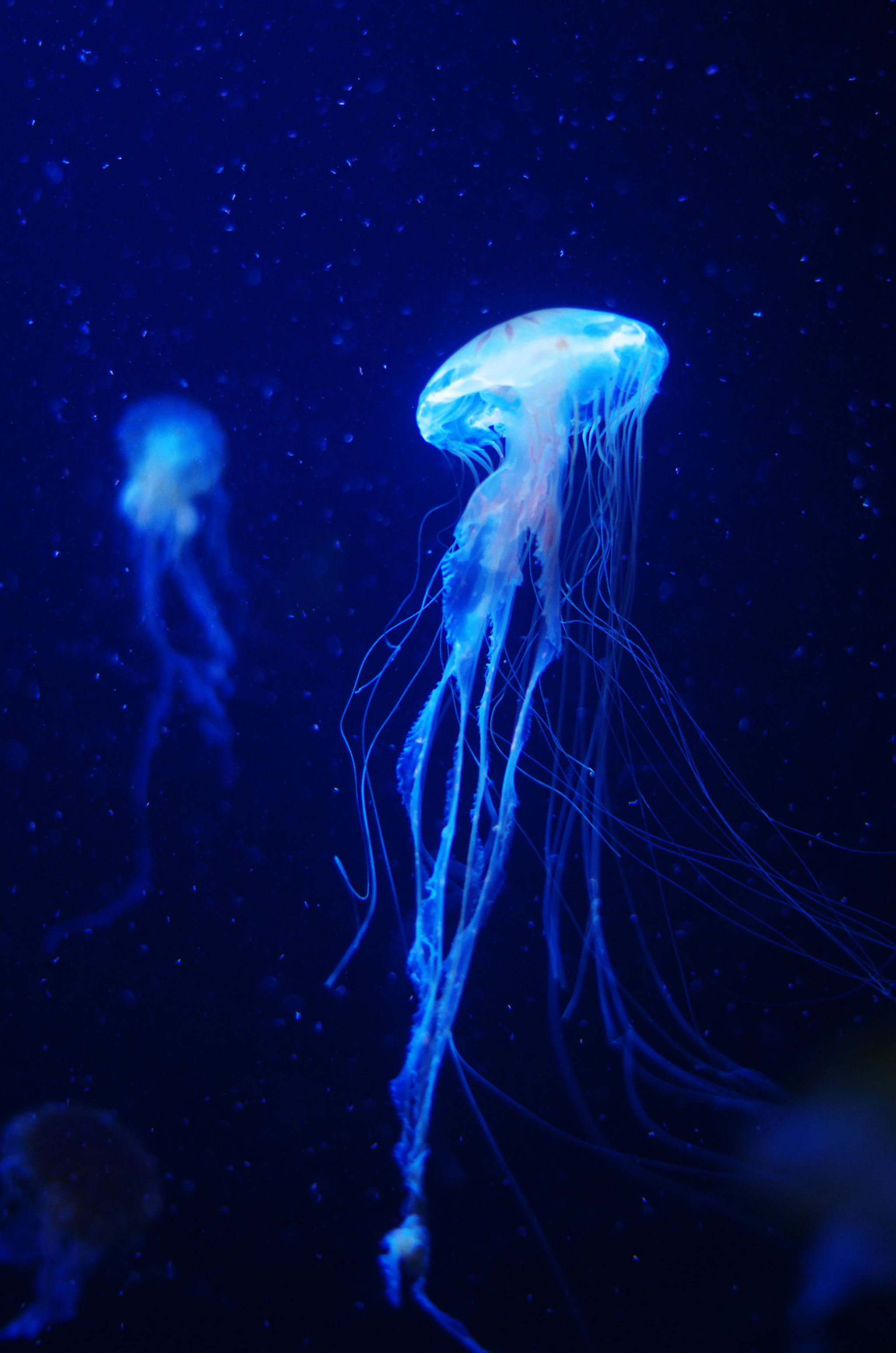 Pentax K-50 + Pentax smc DA 50mm F1.8 sample photo. Jellyfish photography