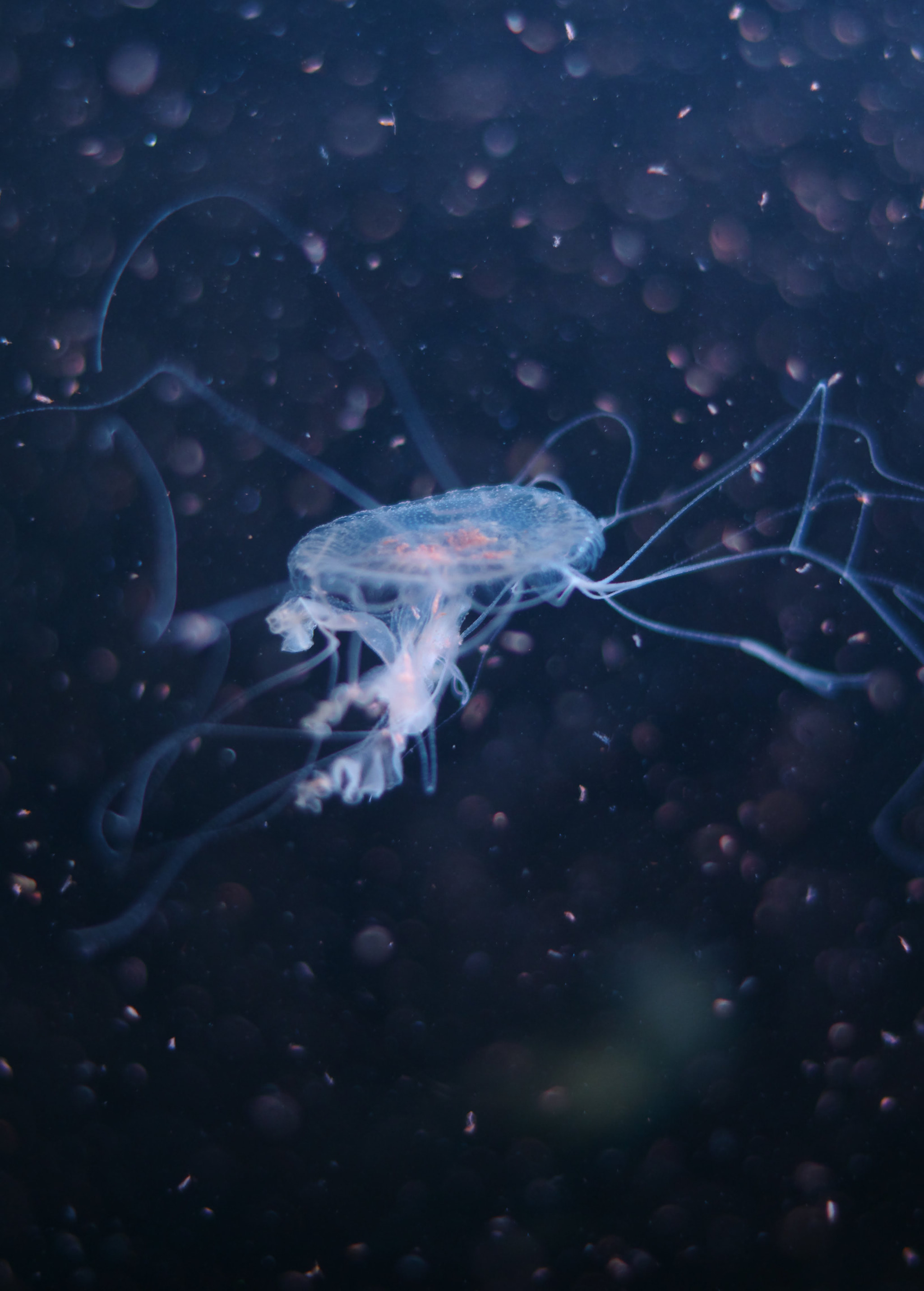 Pentax K-50 + Pentax smc DA 50mm F1.8 sample photo. Jellyfish photography