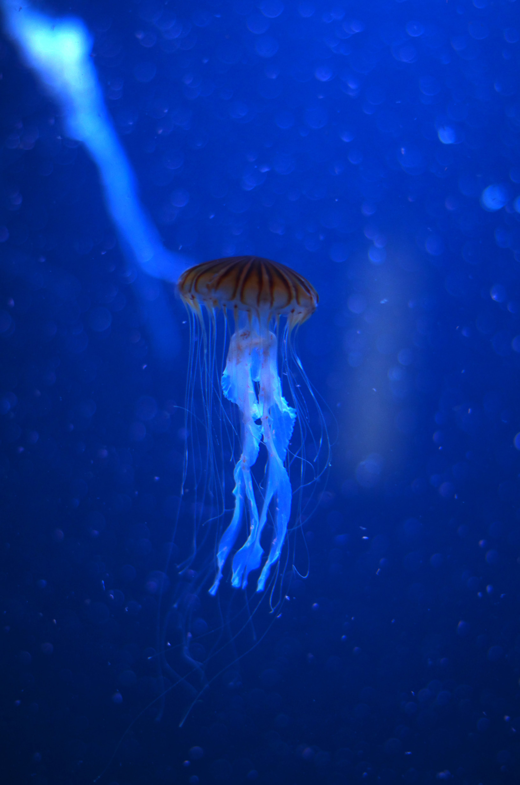 Pentax smc DA 50mm F1.8 sample photo. Jellyfish photography