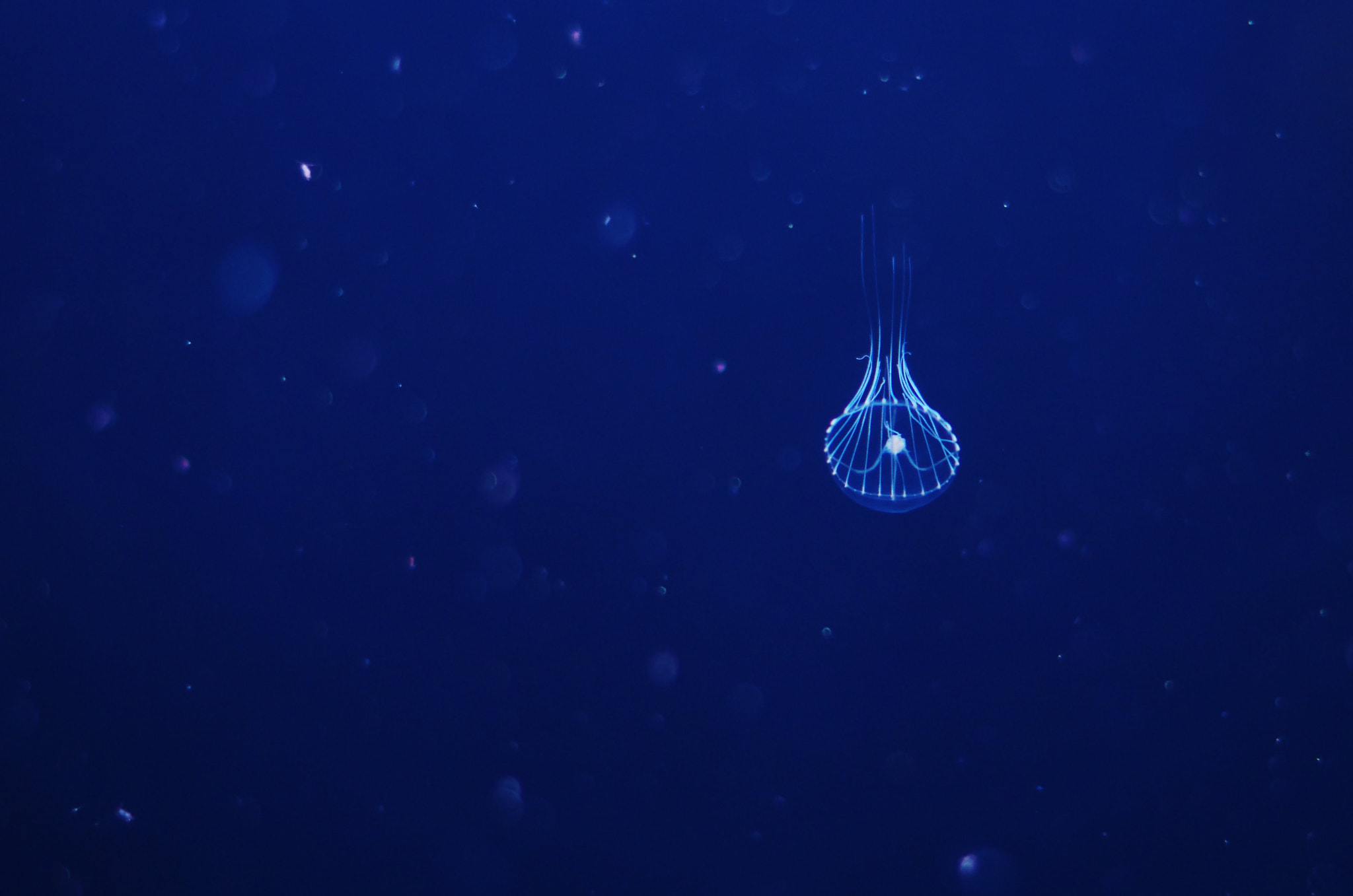 Pentax smc DA 50mm F1.8 sample photo. Jellyfish photography