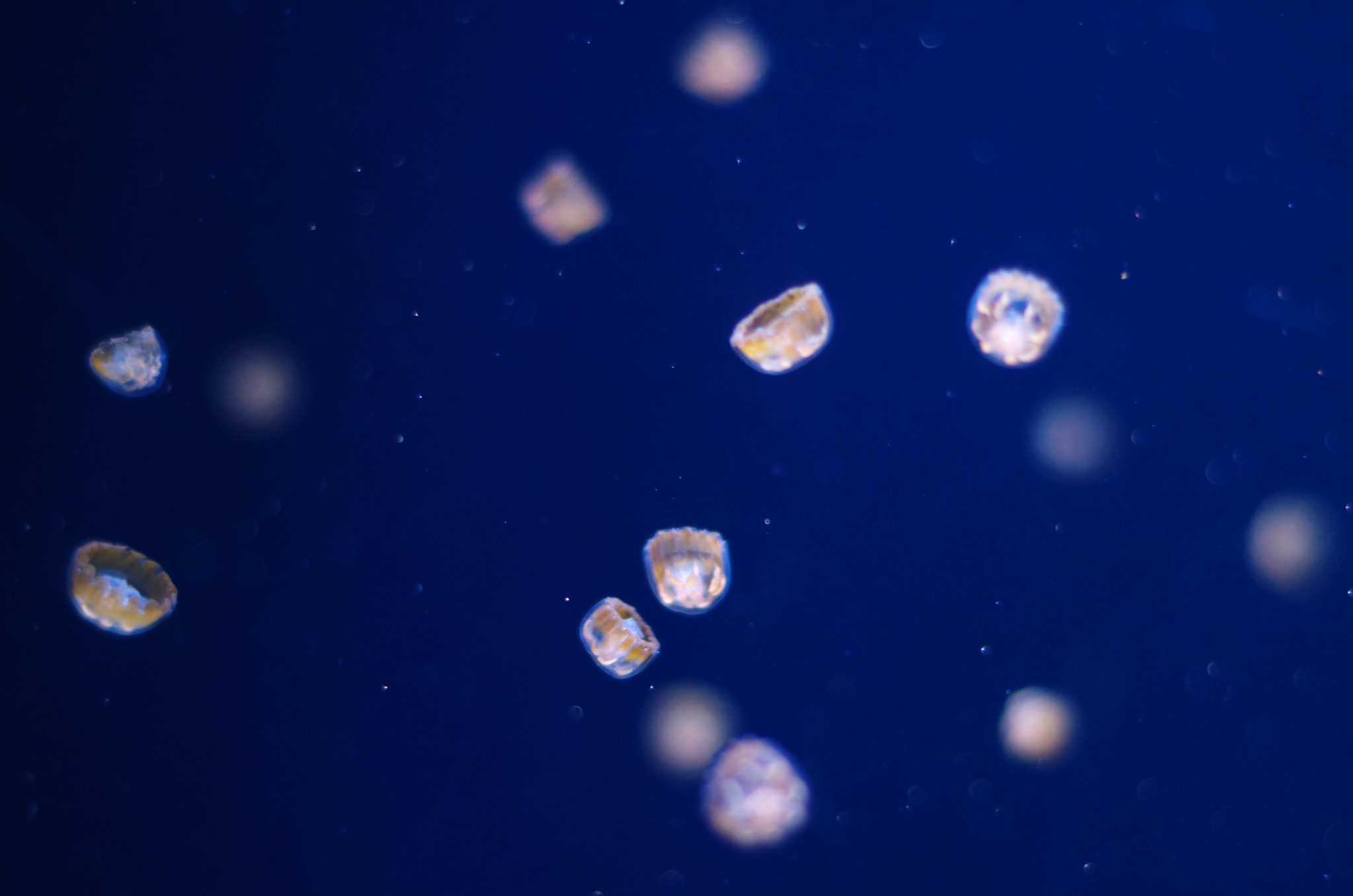 Pentax K-50 sample photo. Jellyfish photography