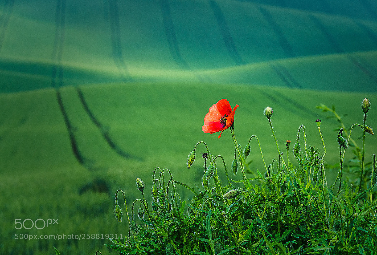 Pentax K-1 sample photo. Poppy in green waves photography