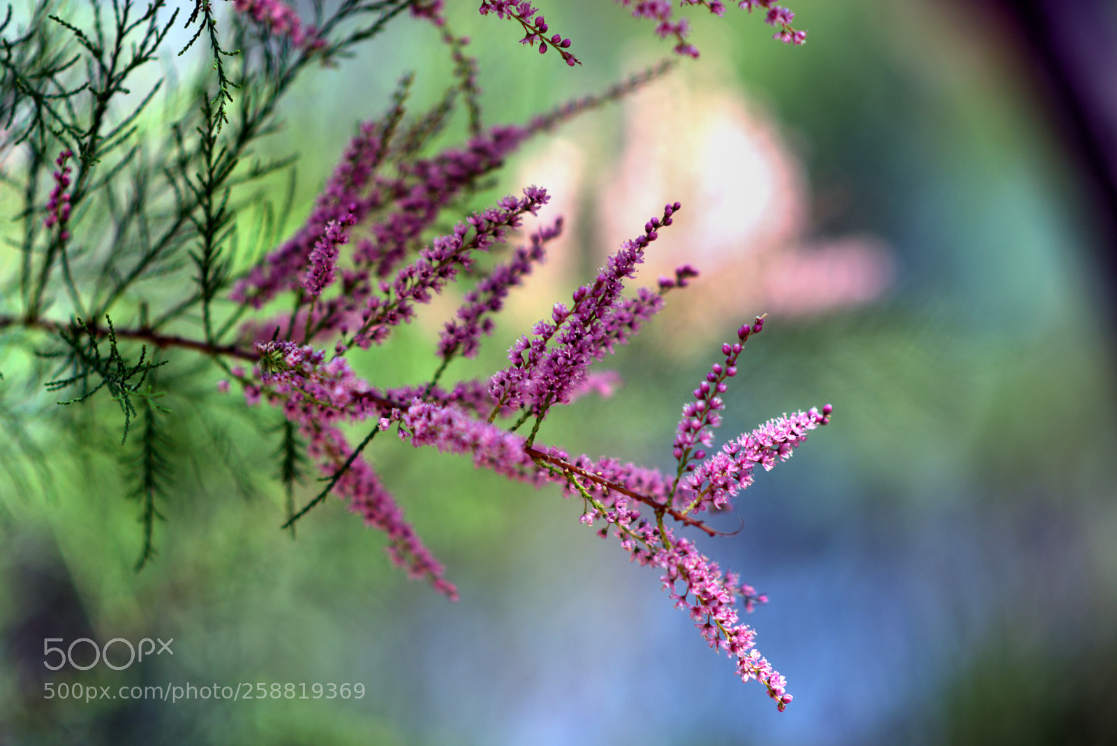 Nikon D5300 sample photo. D r e photography