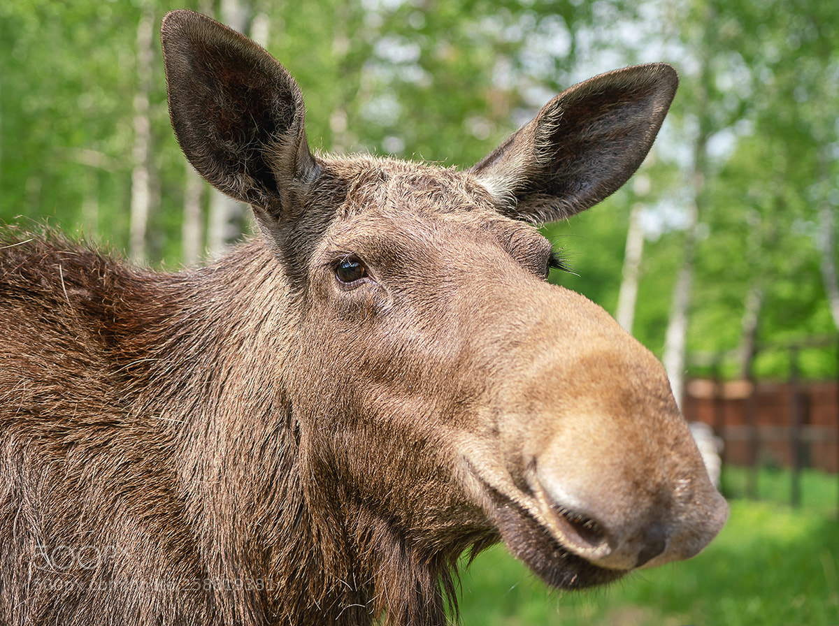Sony a99 II sample photo. 02220.jpg photography