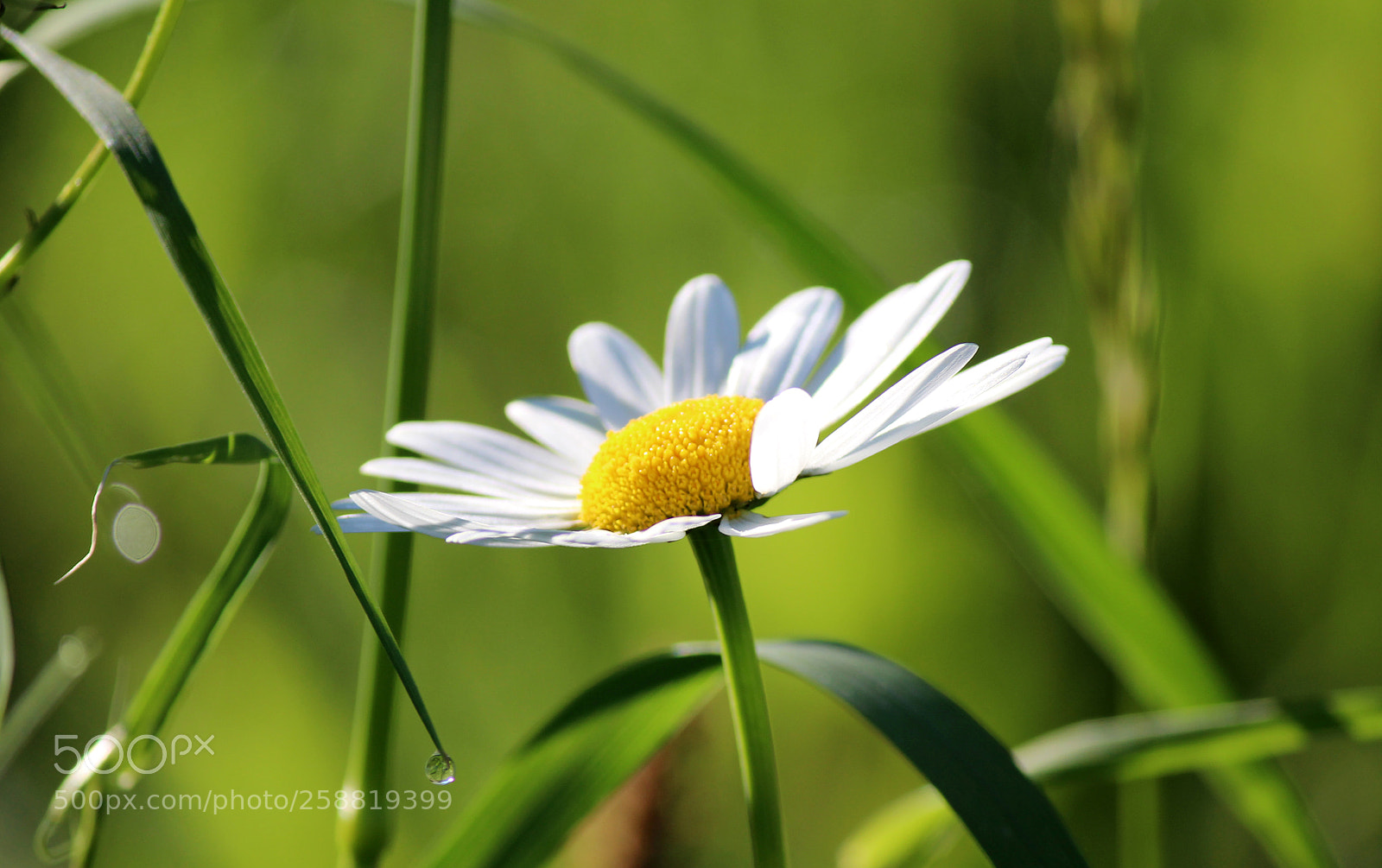 Canon EOS 600D (Rebel EOS T3i / EOS Kiss X5) sample photo. Fresh start photography