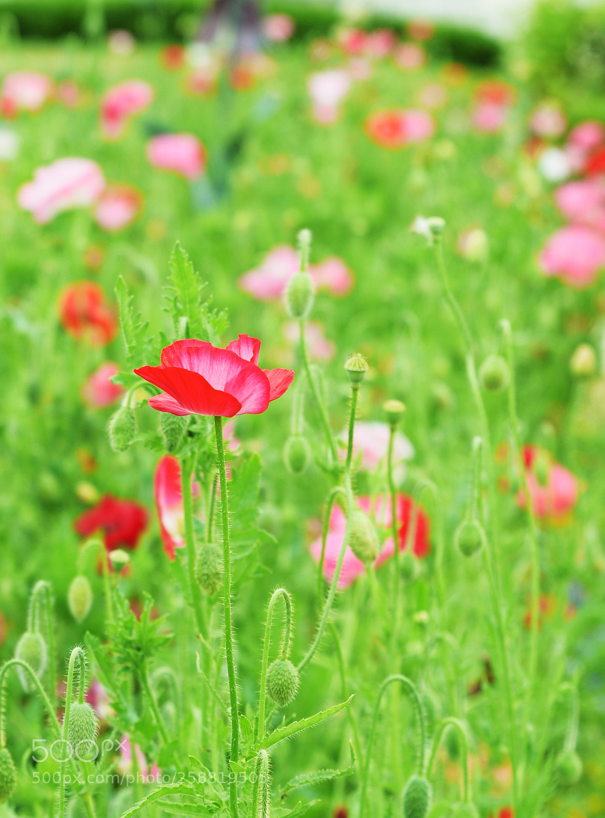 Nikon D750 sample photo. Flower photography