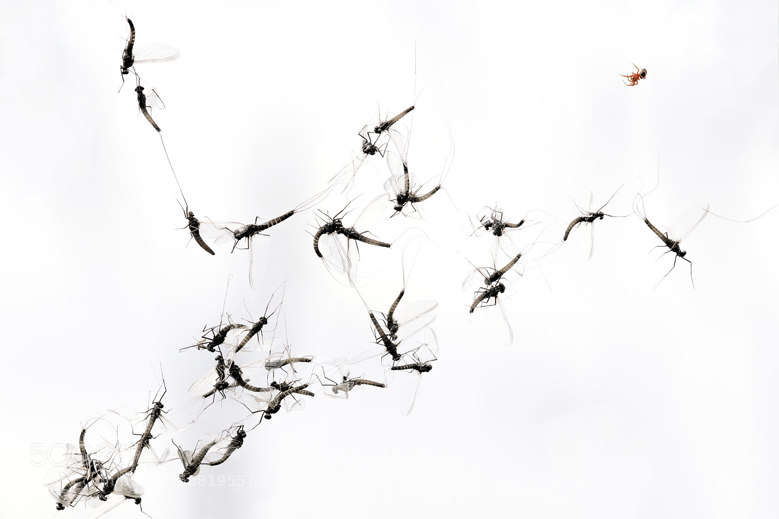 Fujifilm X-T2 sample photo. "itsy bitsy spider" photography